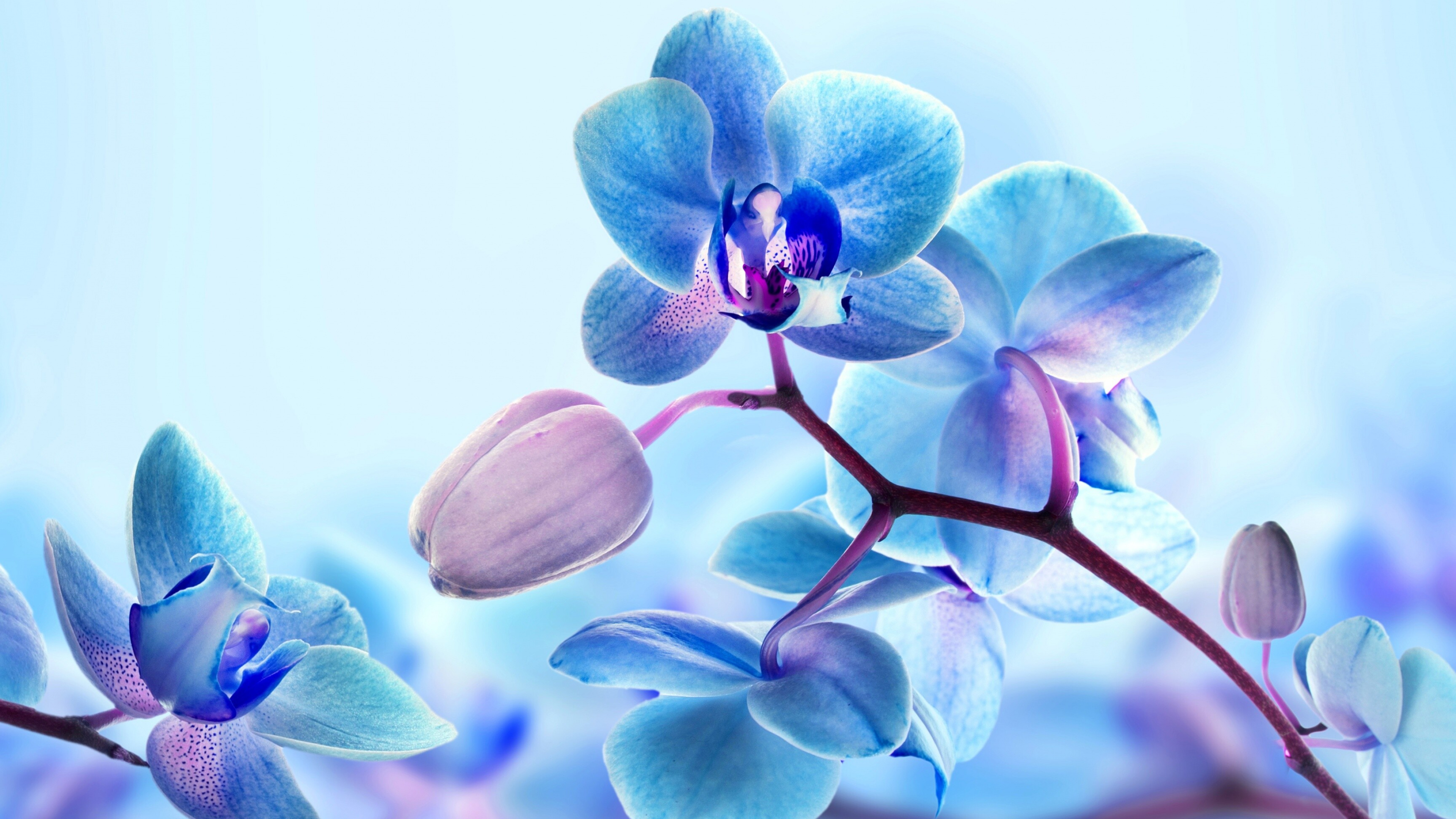 Orchid flower wallpapers, Stunning visuals, Nature's artistry, Captivating beauty, 3840x2160 4K Desktop