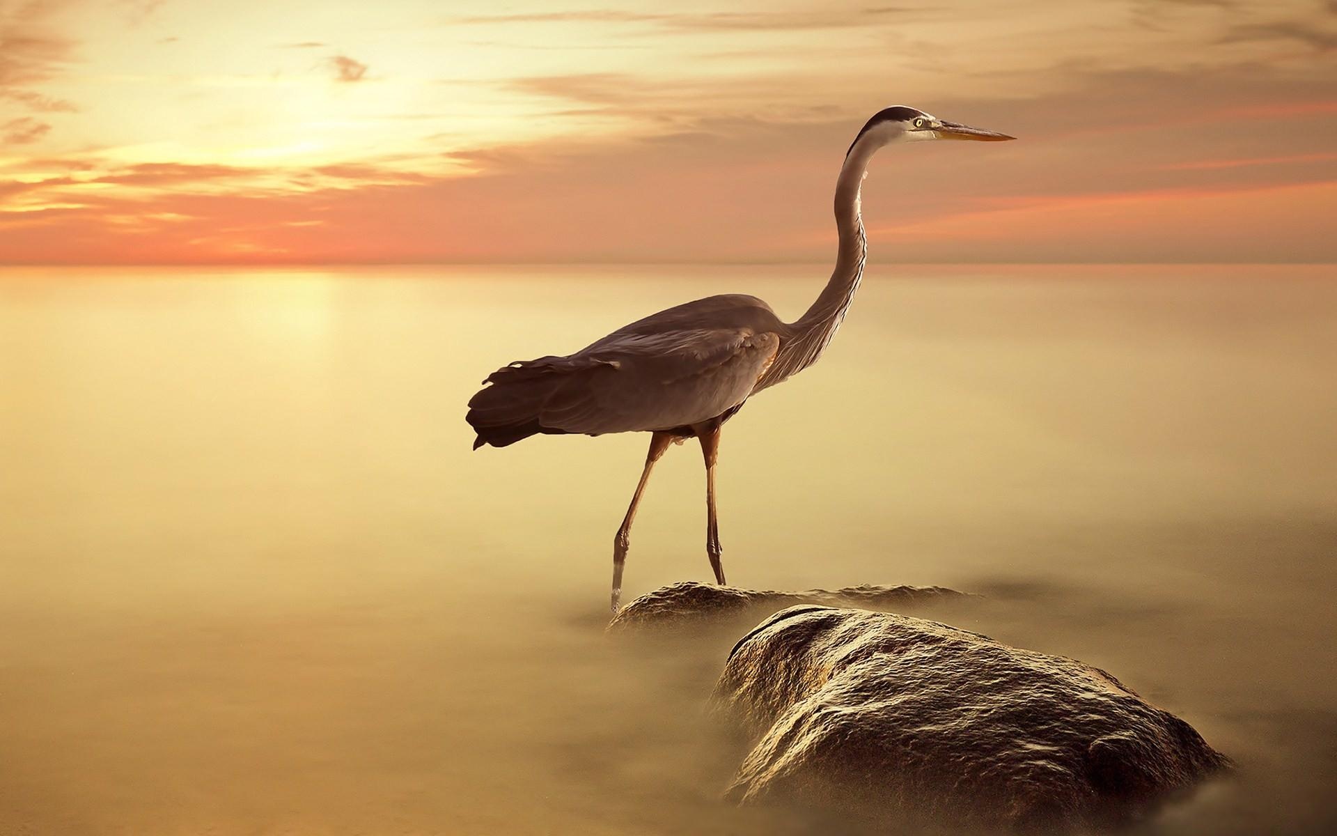 Heron wallpapers, Nature backgrounds, Bird photography, Serene landscapes, 1920x1200 HD Desktop