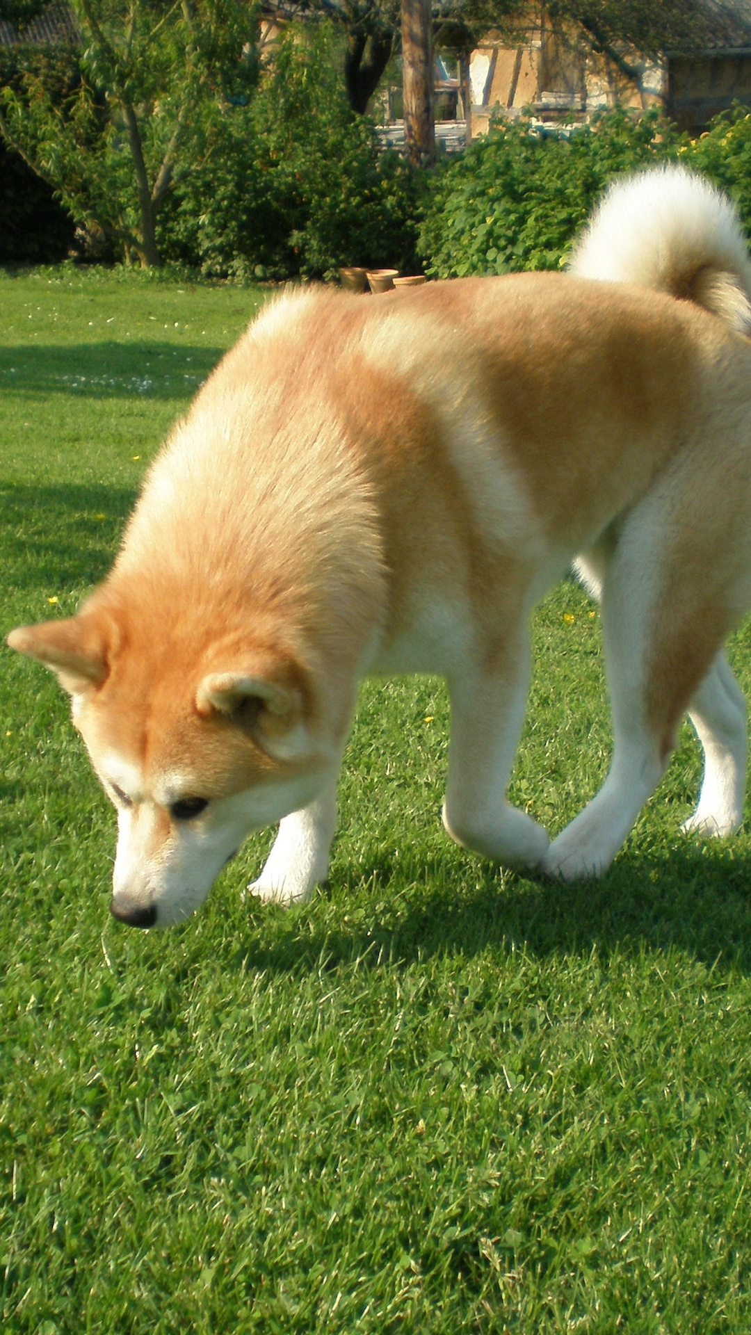 Akita inu wallpapers, desktop wallpapers 2560x1920, 1080x1920 Full HD Phone