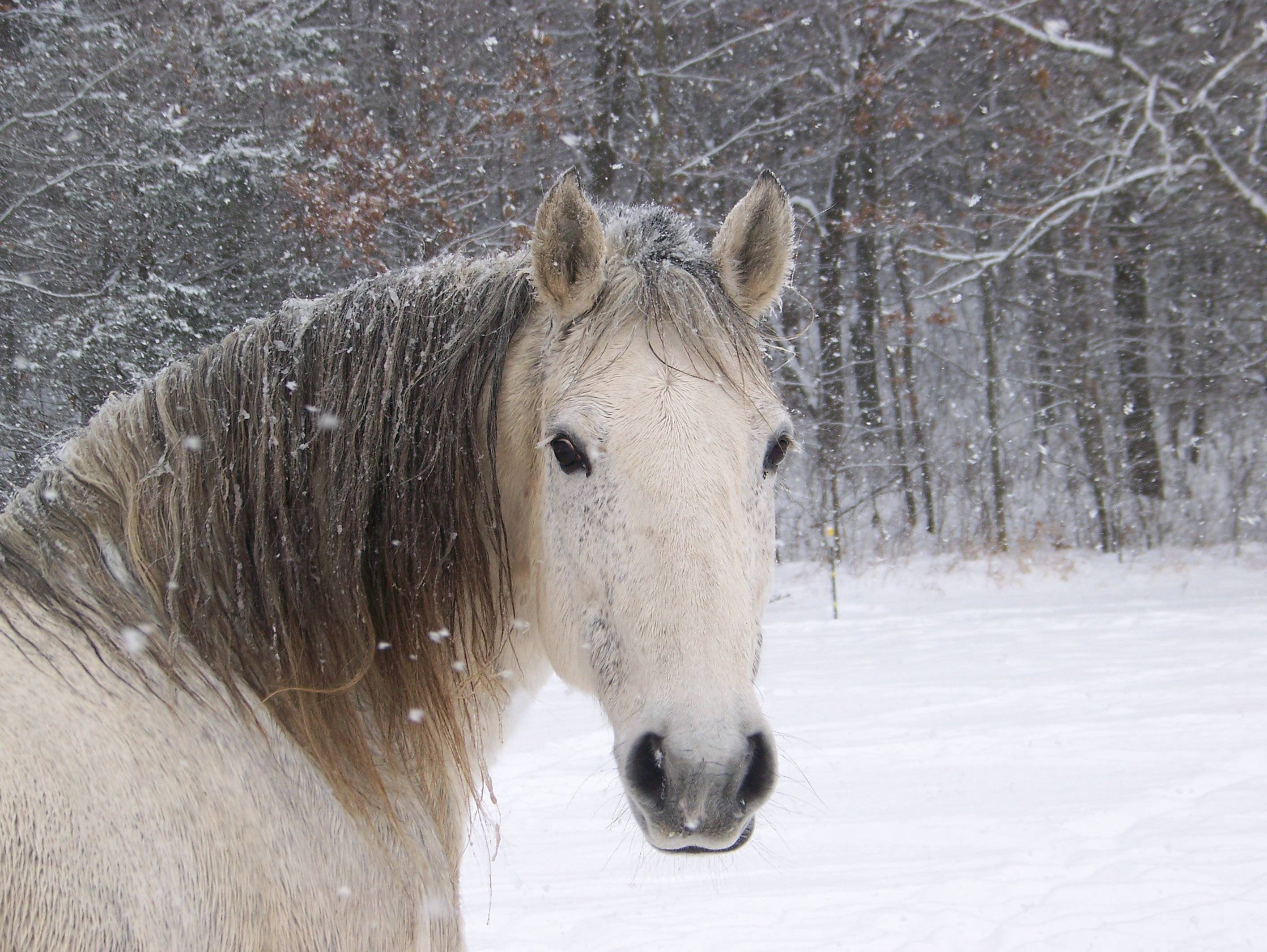 Forest, Horses in the Snow Wallpaper, 2840x2130 HD Desktop