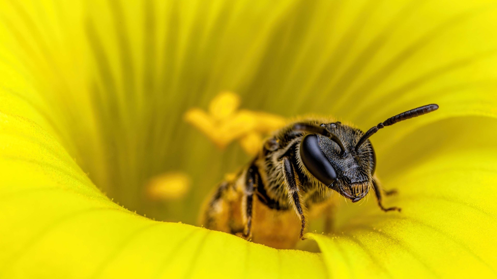 Bee, Macro flower wallpapers, Pollination beauty, Insect wonder, 1920x1080 Full HD Desktop