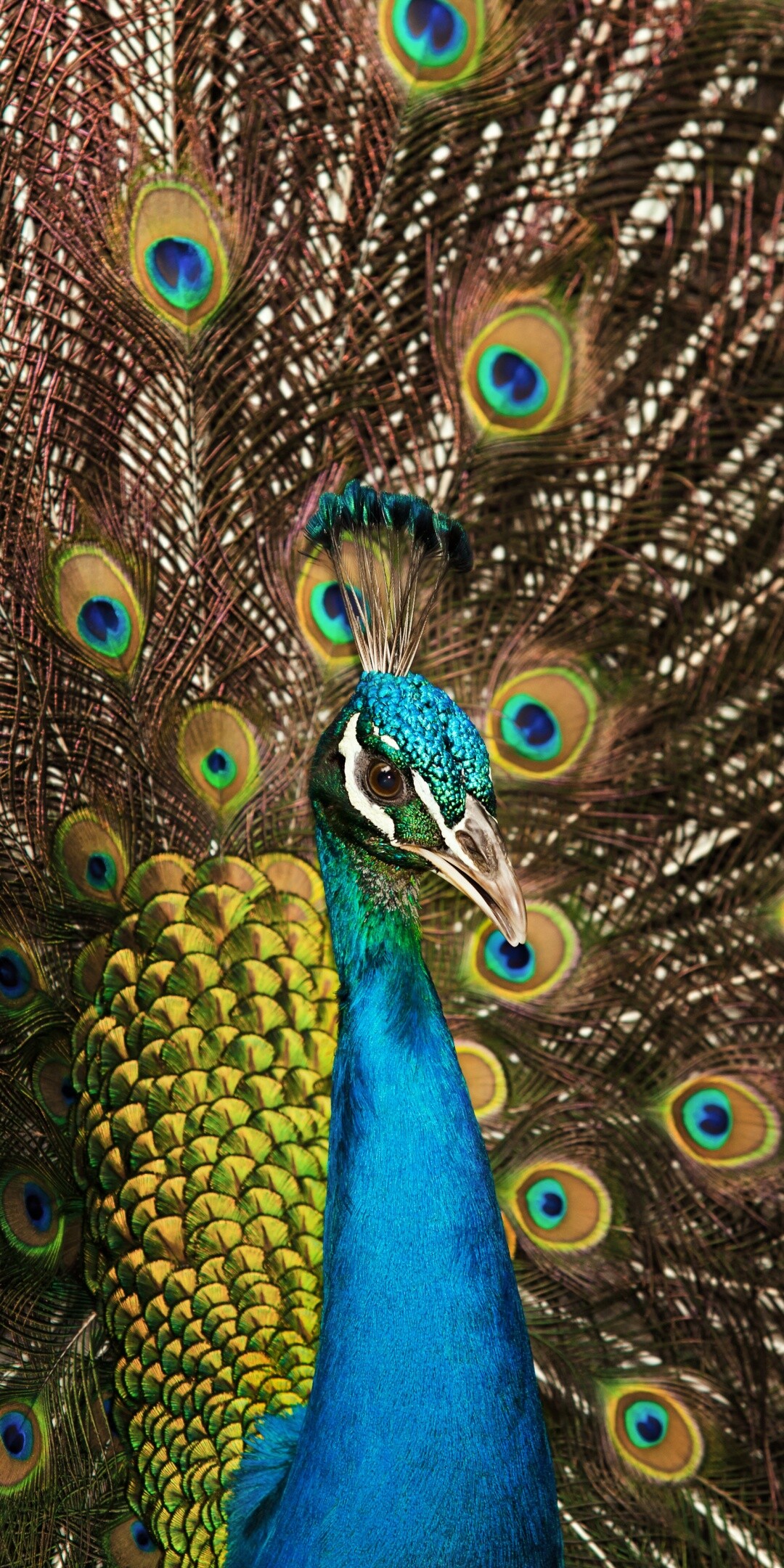 Peafowl wallpaper, 4K quality, Indian peacock train, Captivating animal beauty, 1080x2160 HD Phone
