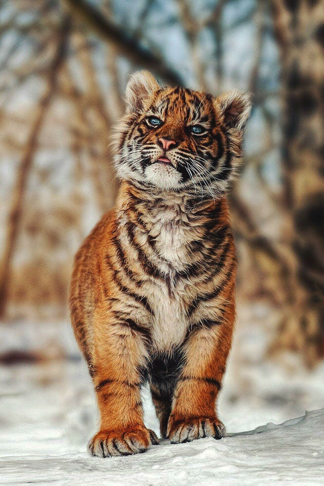 Playful tiger cubs, Adorable wild felines, Striped beauty, Majestic predators, 1280x1920 HD Phone