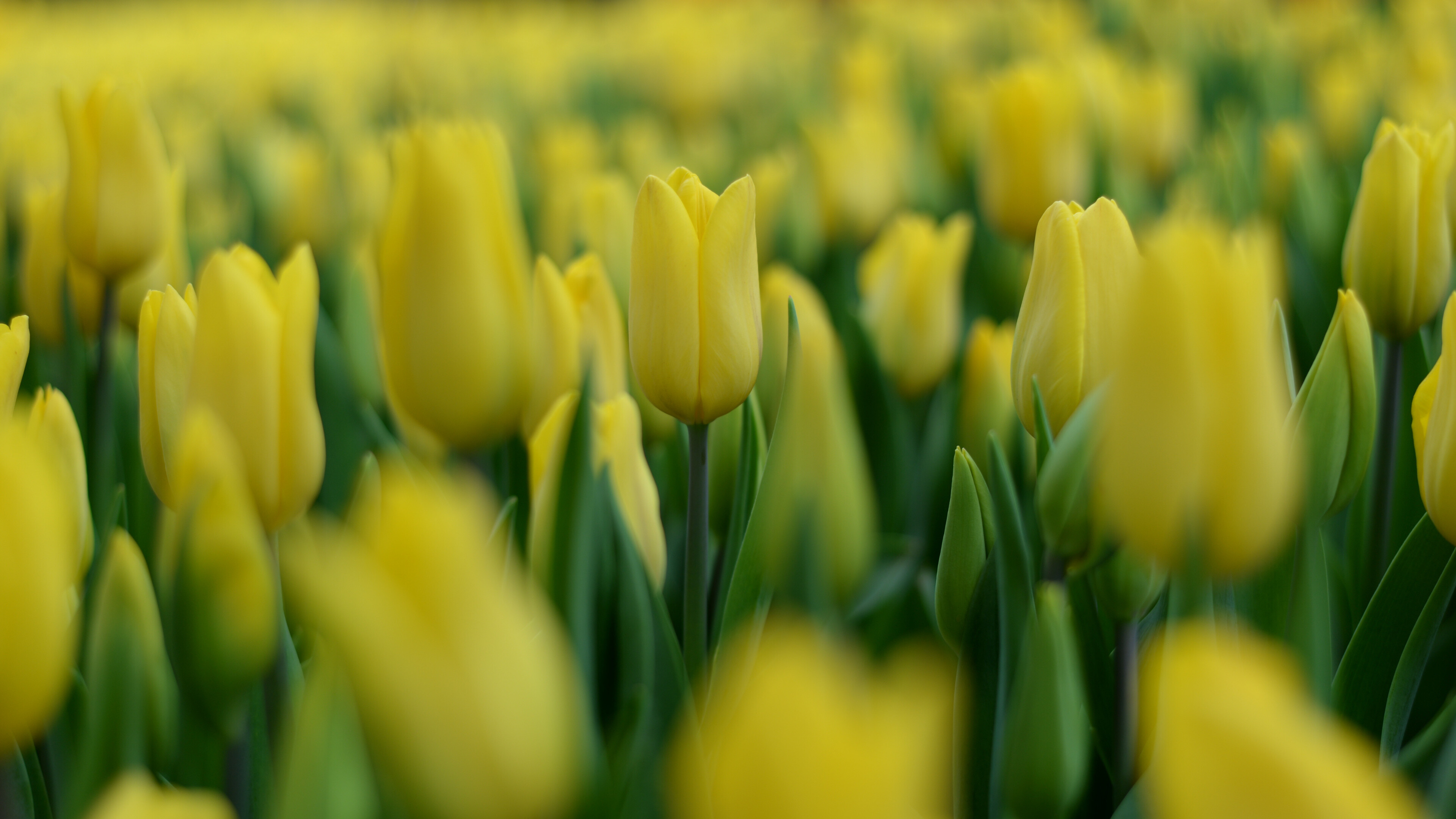 Tulip (Nature), Plants blur, Yellow tulip, 4k UHD, 3840x2160 4K Desktop