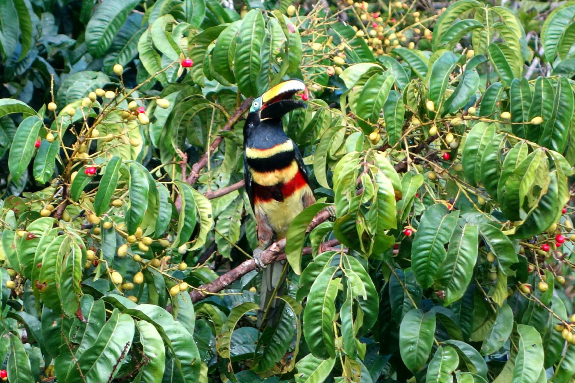 Cuyabeno National Park, Lodge, Ecuador, Travels, 1920x1280 HD Desktop