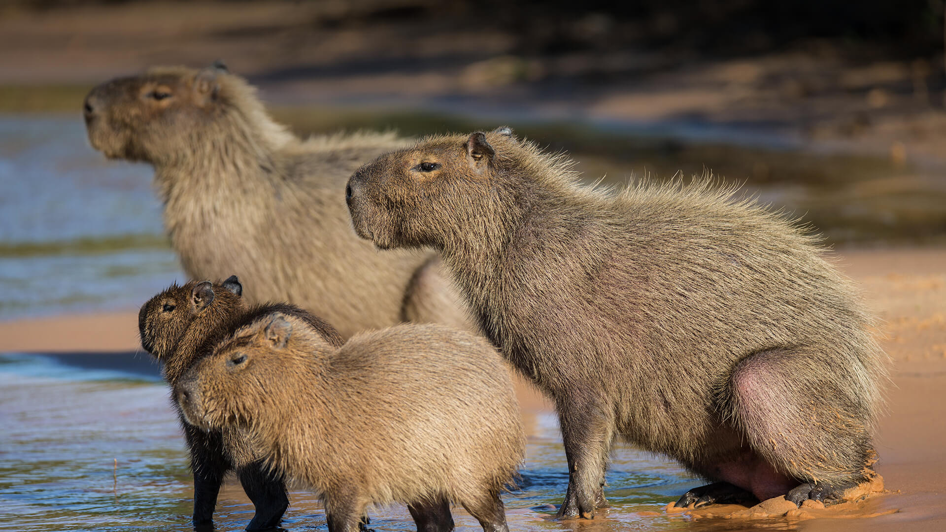 Family, Capybaras Wallpaper, 1920x1080 Full HD Desktop