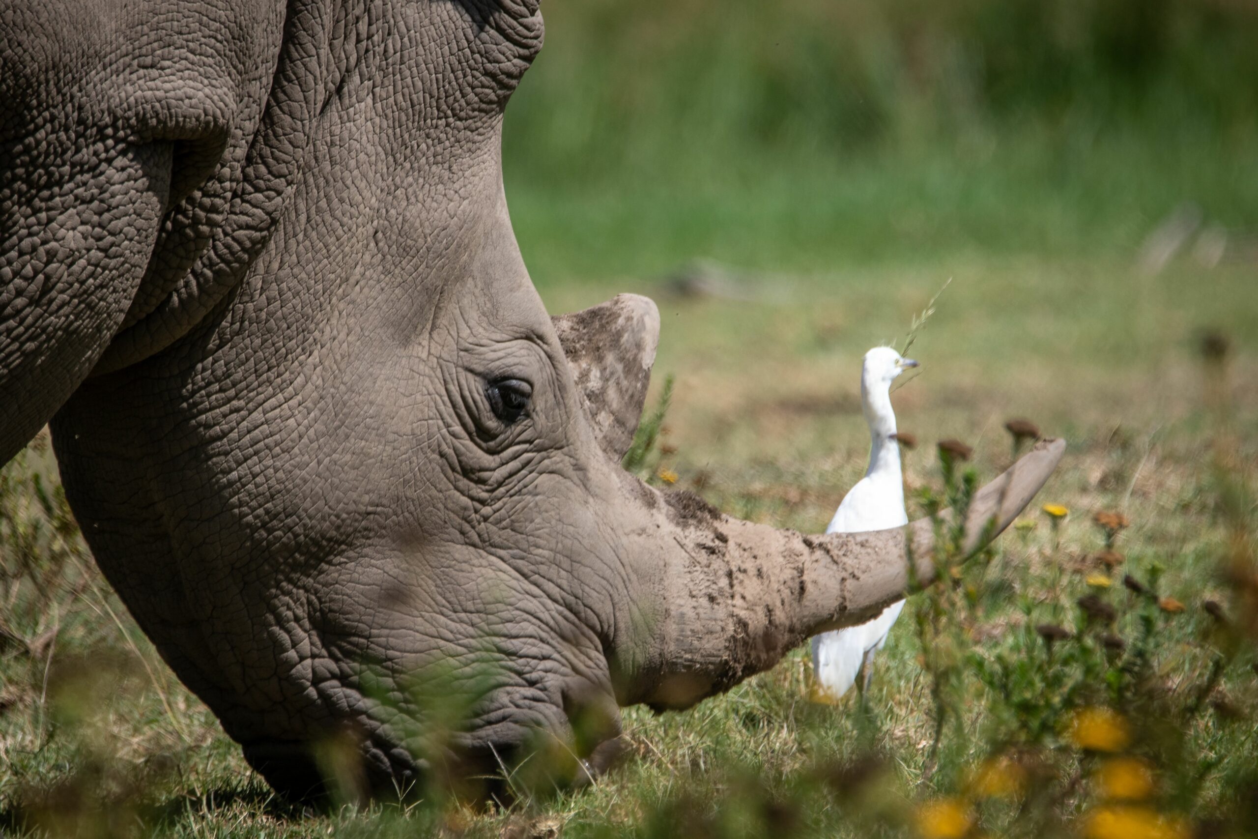 Rhino horns, Cultural divide, Endangered species, Vietnam's struggle, 2560x1710 HD Desktop