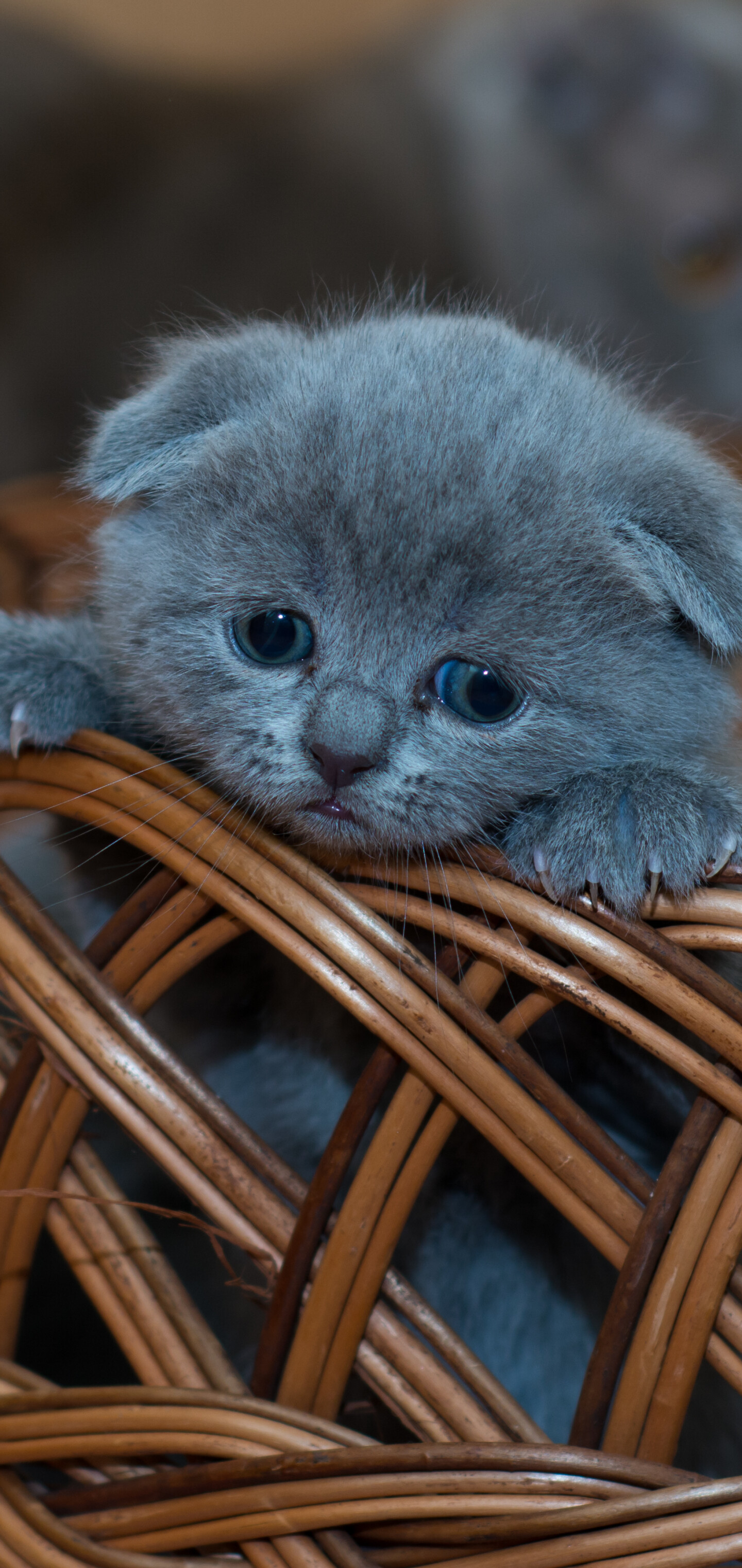 Scottish Fold, Domestic cat, Cute animal, Cat wallpaper, 1440x3040 HD Phone