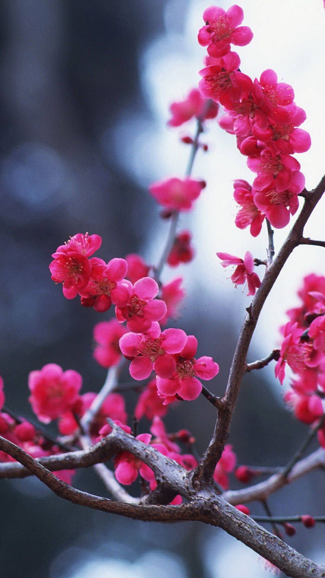 Pink ume blossoms, Flowering tree branch, Soft bokeh background, Full HD Phone wallpaper