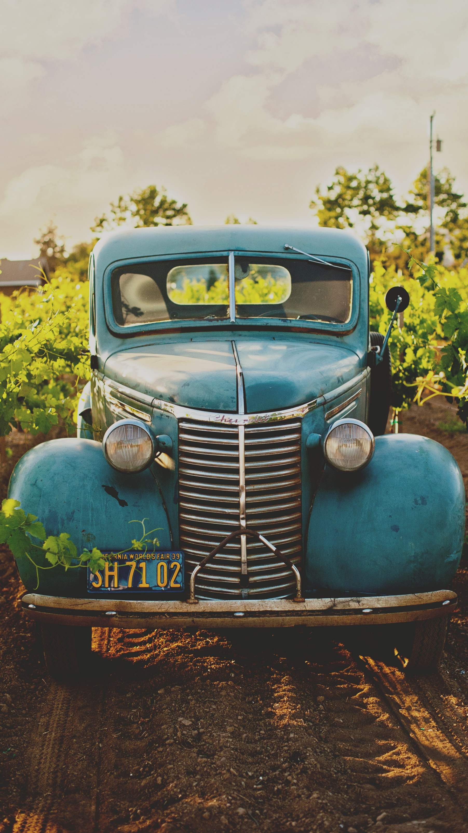 1939 Chevrolet pickup truck, California World's Fair 39, vineyard grapevine rows, HD Phone wallpaper