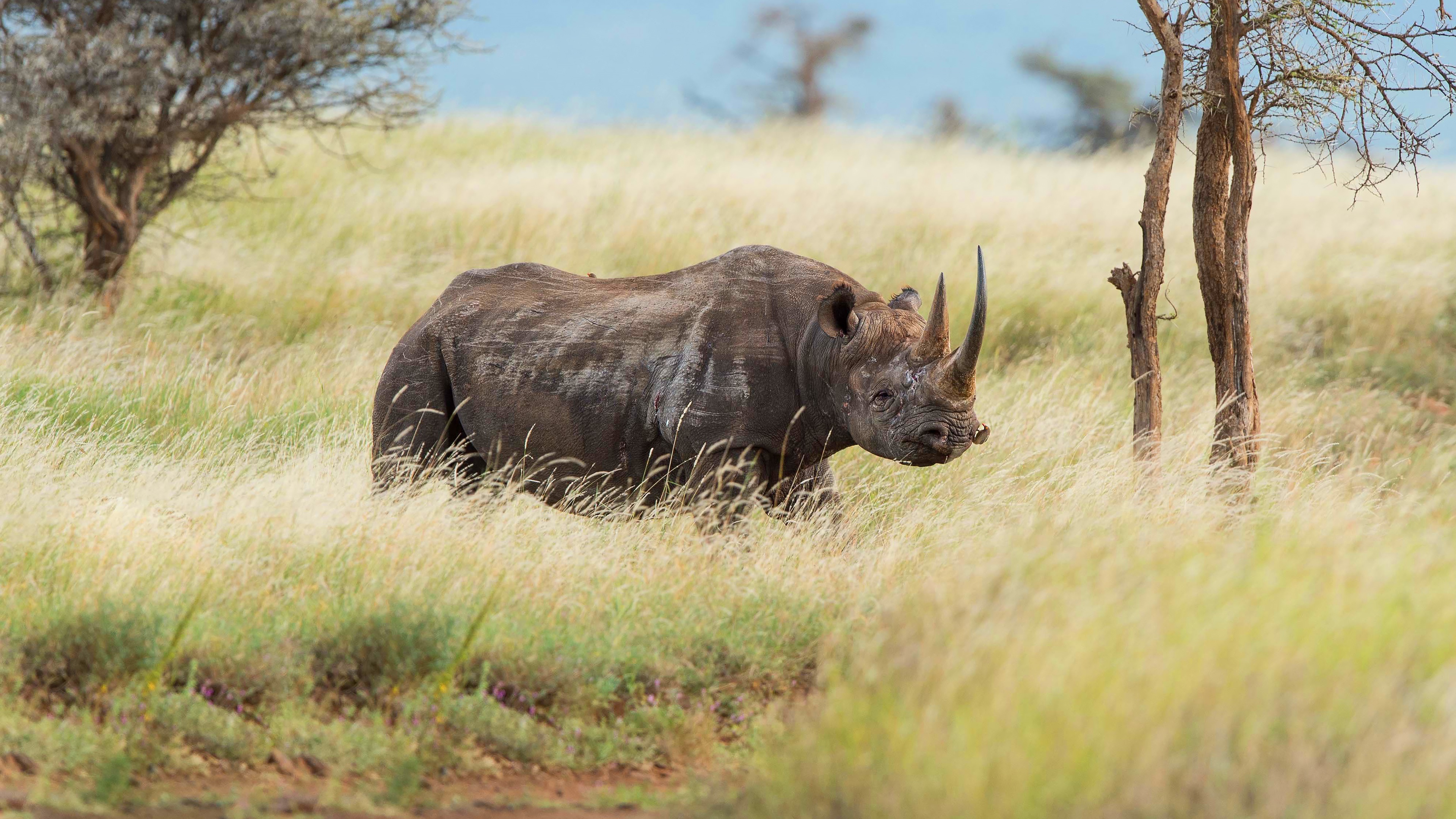 The southern black, Rhino Wallpaper, 3840x2160 4K Desktop