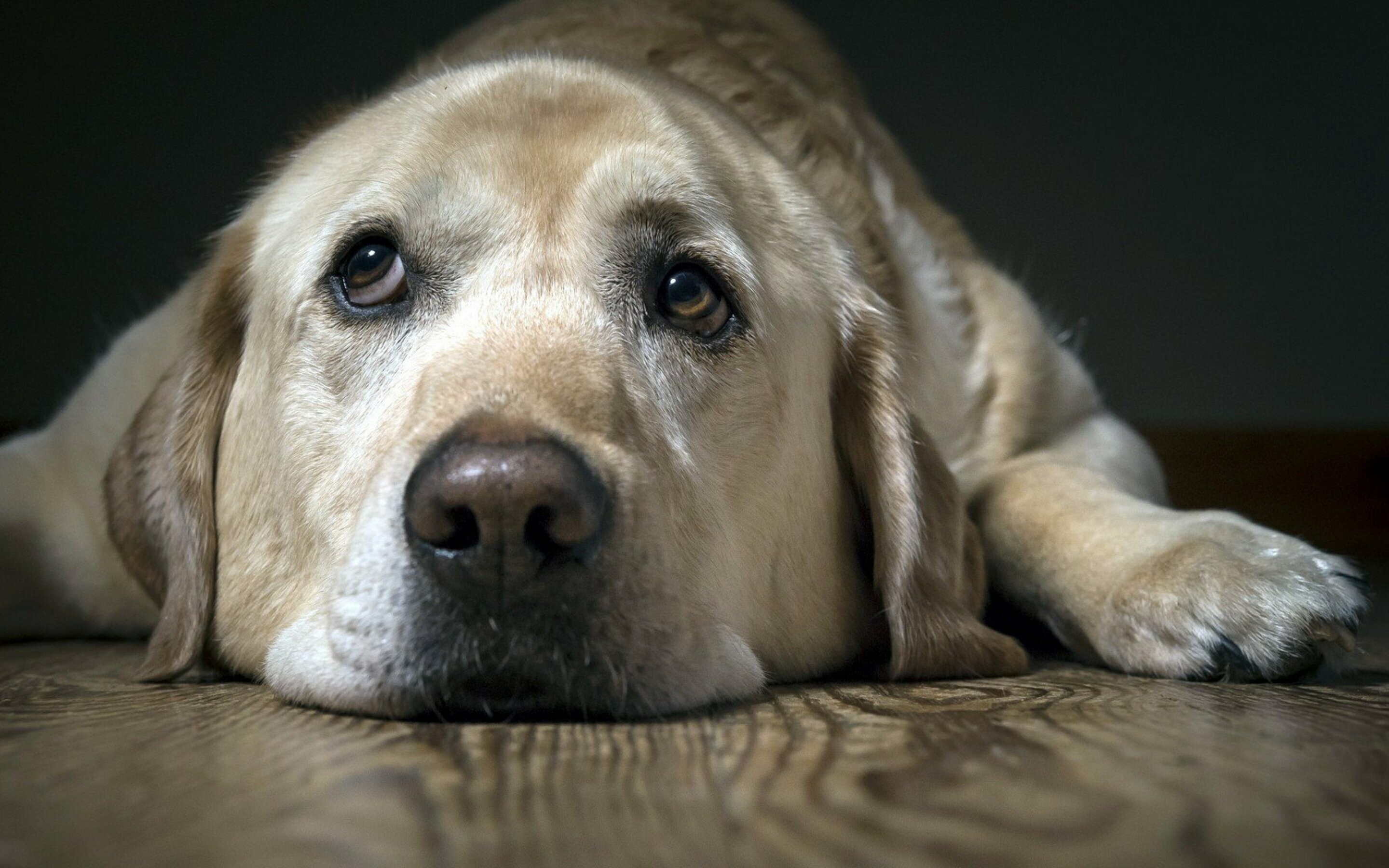 Yellow, Labrador Retriever Wallpaper, 2880x1800 HD Desktop