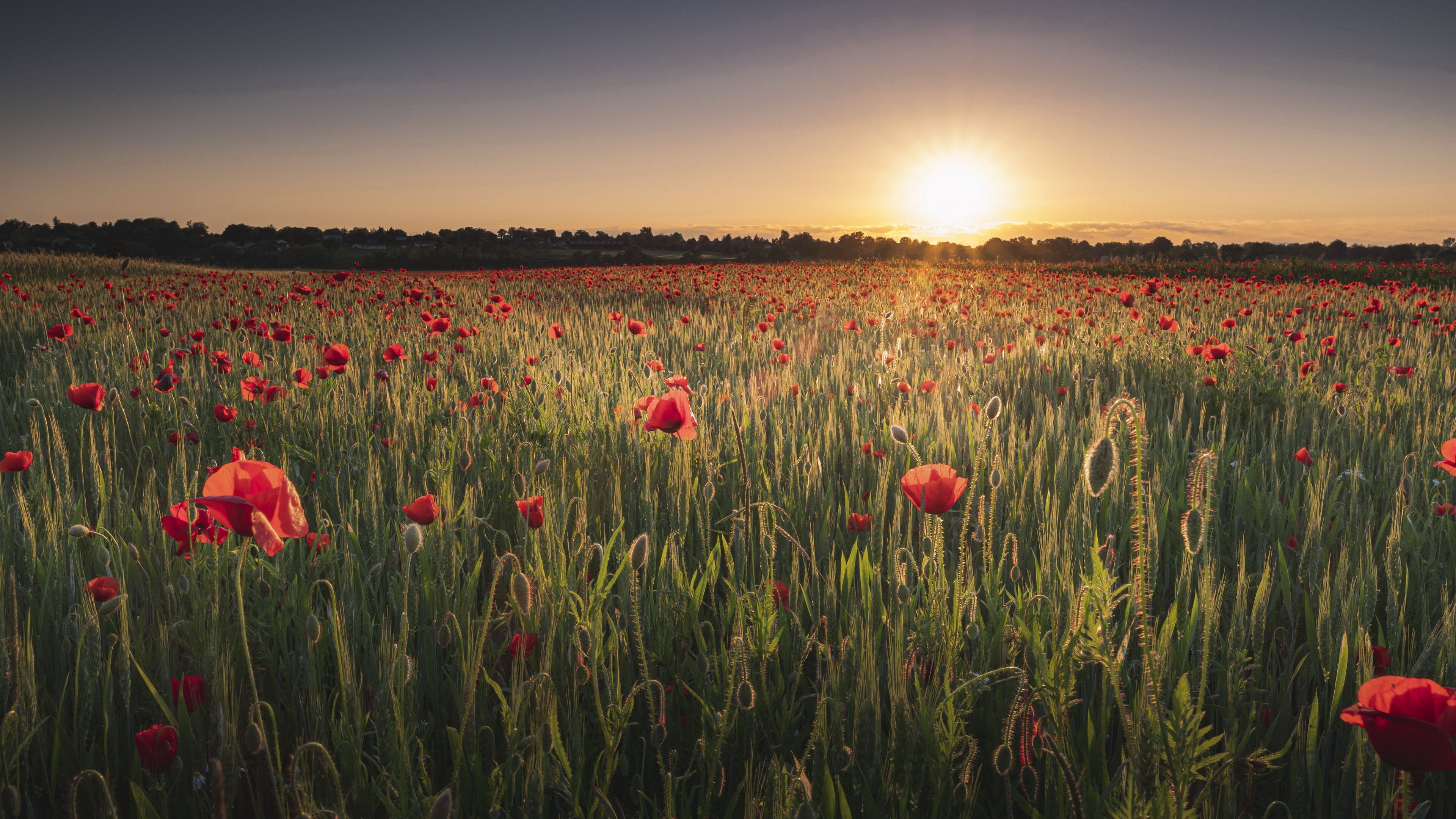 Sunset, Poppy Flowers Wallpaper, 3840x2160 4K Desktop