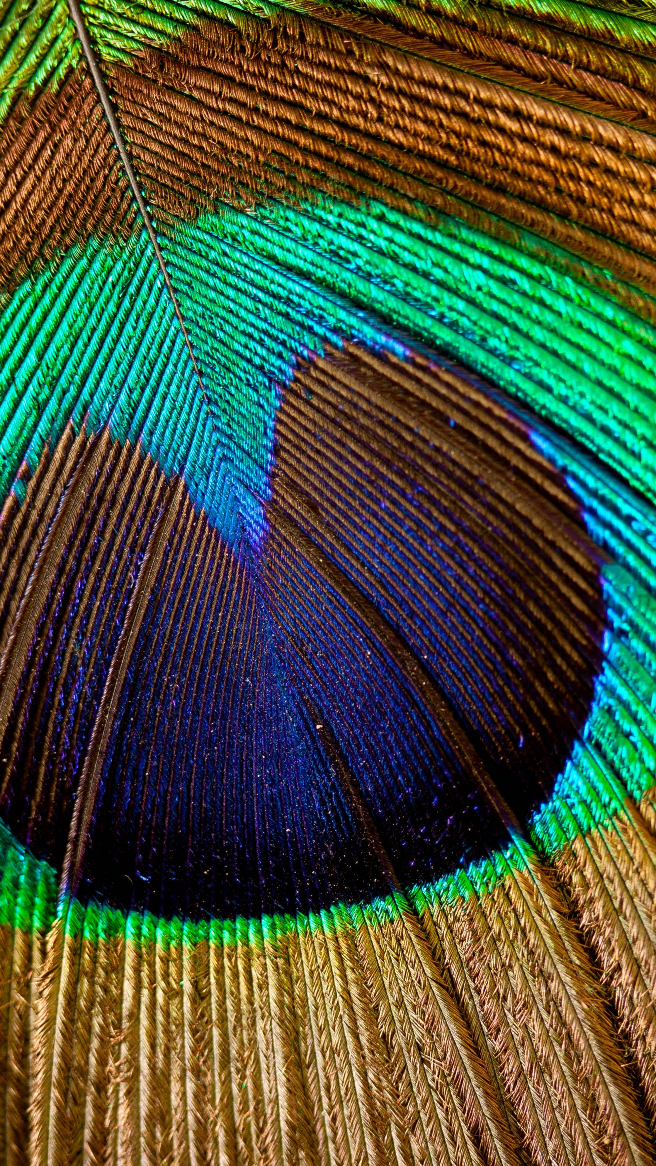 Peacock feather ocellus, Macro feather barbules, Iridescent blue eye pattern, 4K Phone wallpaper