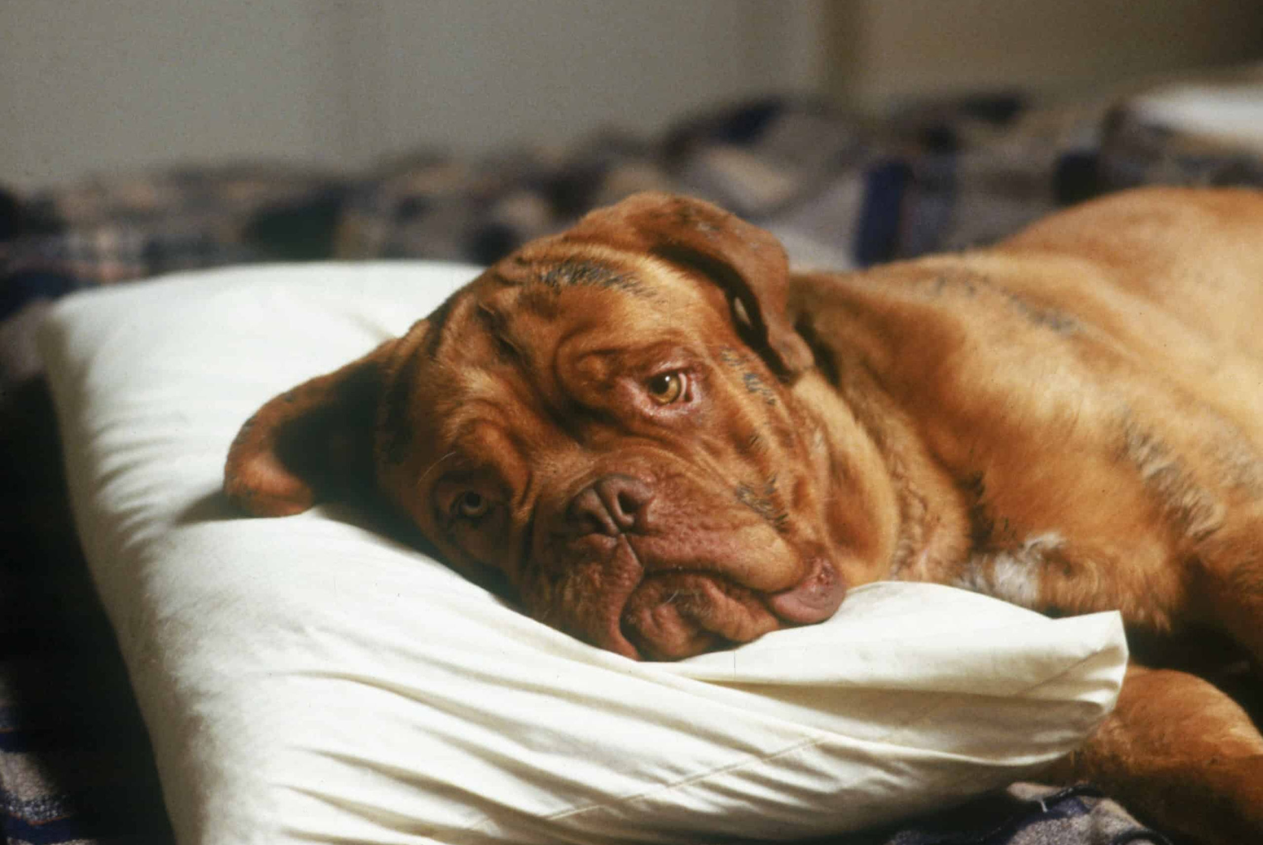 Turner and Hooch (Movies), Film Stories article, Impressive impact, Underrated gem, 2560x1720 HD Desktop