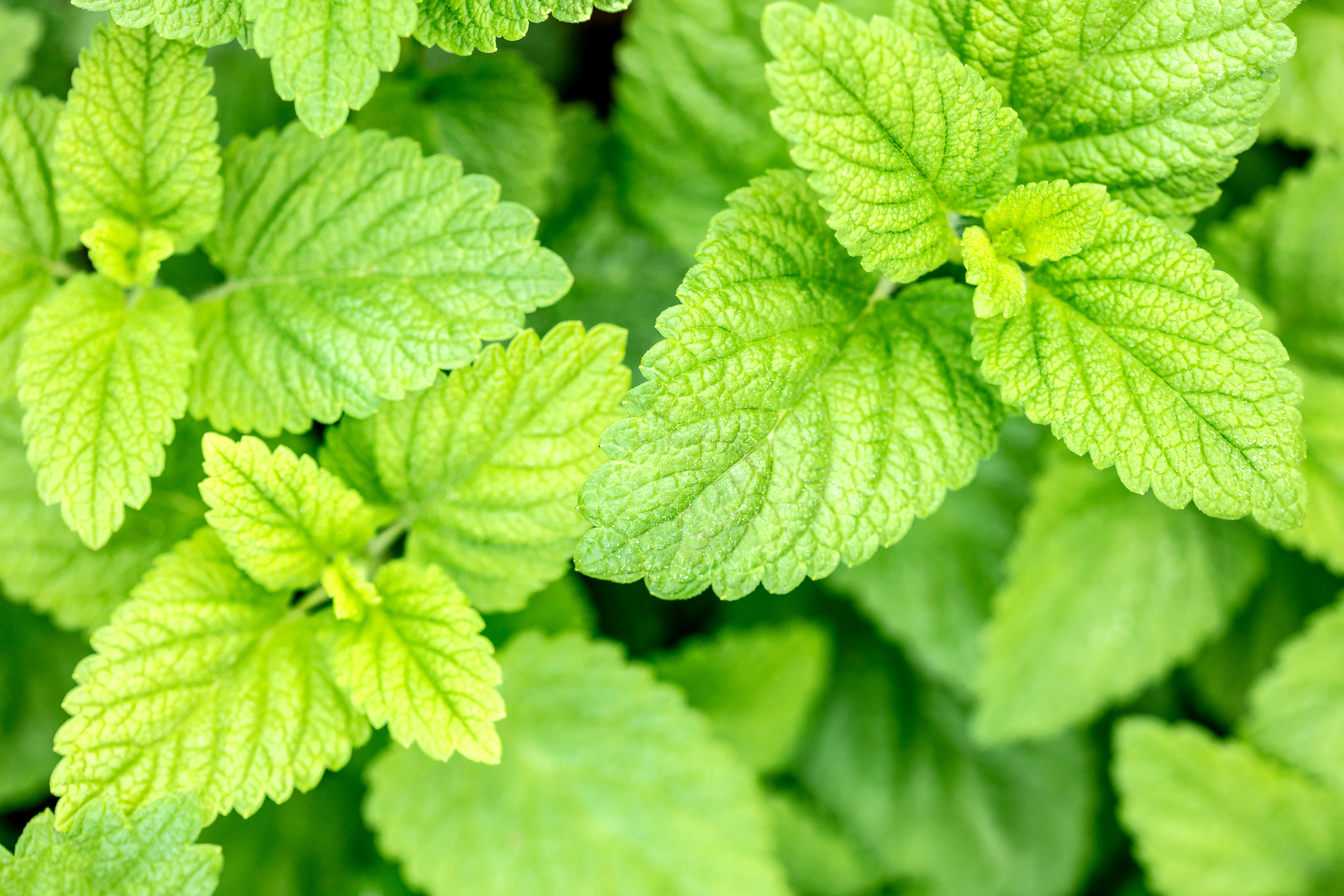 Lemon Balm, Coriander properties, Cultivation tips, Gardening, 2130x1420 HD Desktop