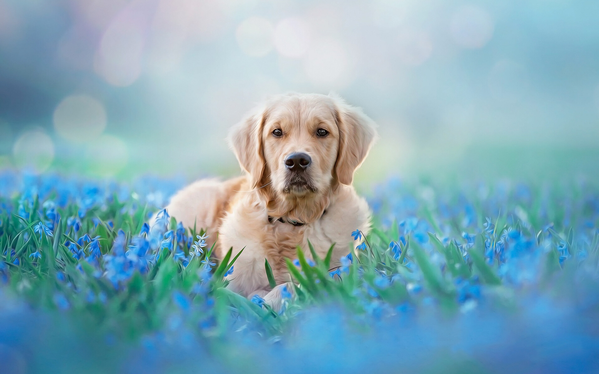 Pet animal, Meadow, Golden retriever, Widescreen wallpaper, 1920x1200 HD Desktop