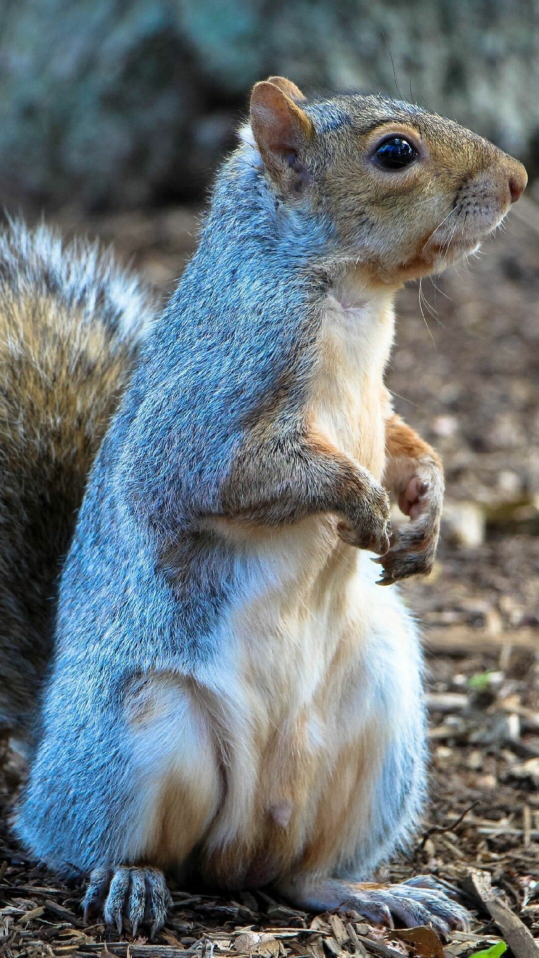 Squirrel standing tall, Lockscreen elegance, 4K phone wallpaper, Nature's masterpiece, 1080x1920 Full HD Phone