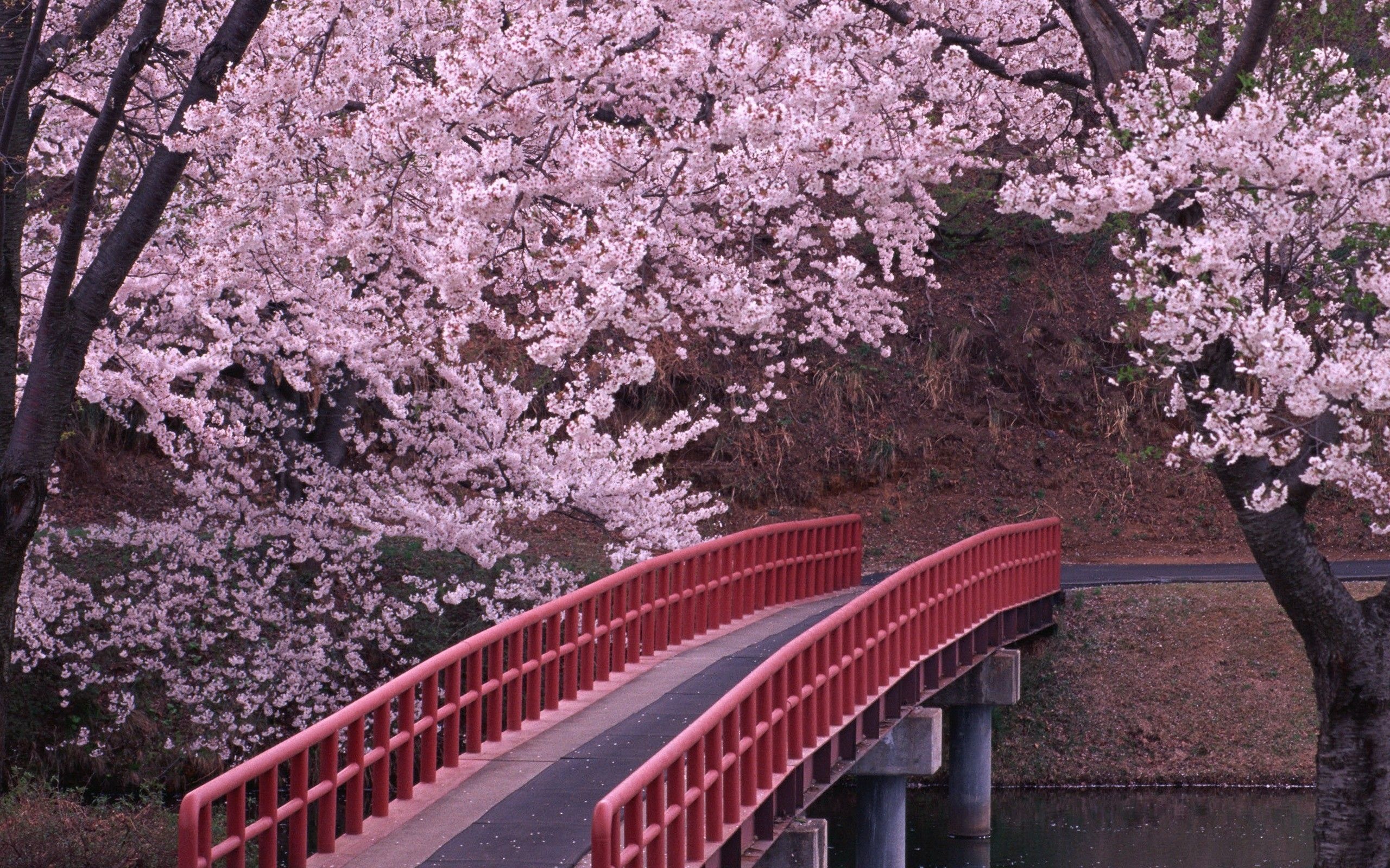 Blooming sakura blossoms, Red arched footbridge, Japanese garden pond, HD Desktop wallpaper