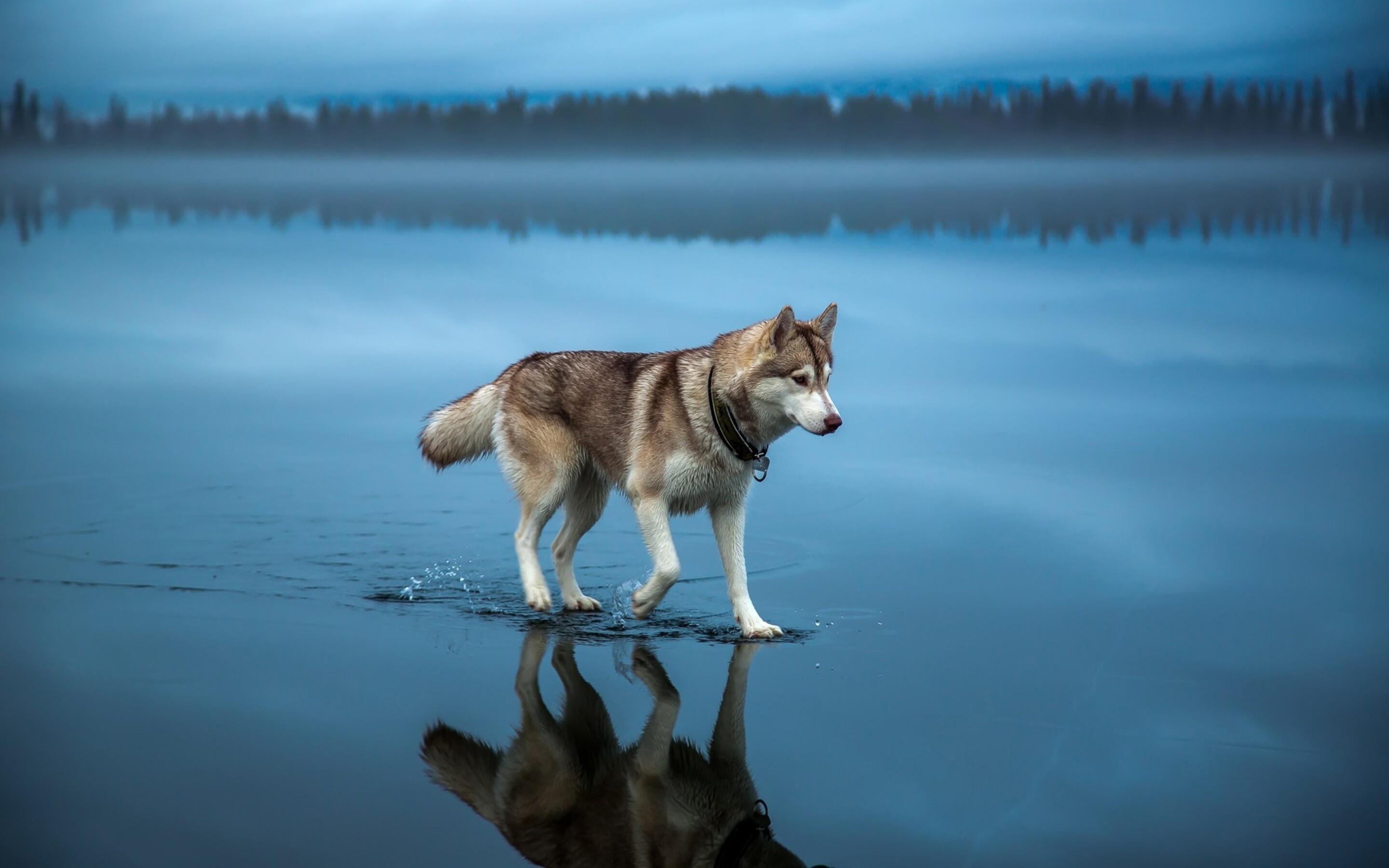 Reflection, Husky Wallpaper, 2880x1800 HD Desktop