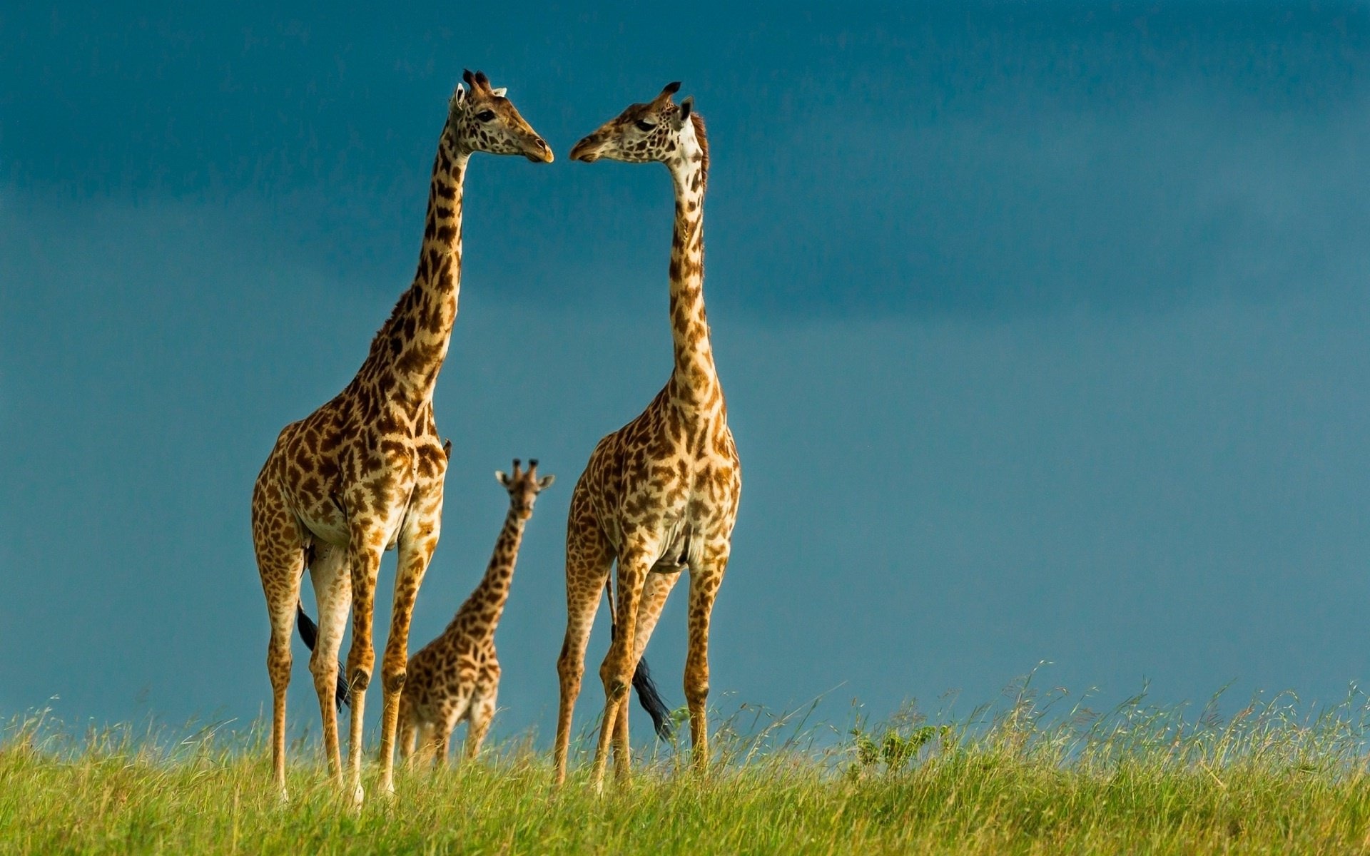 Family, Giraffes Wallpaper, 1920x1200 HD Desktop