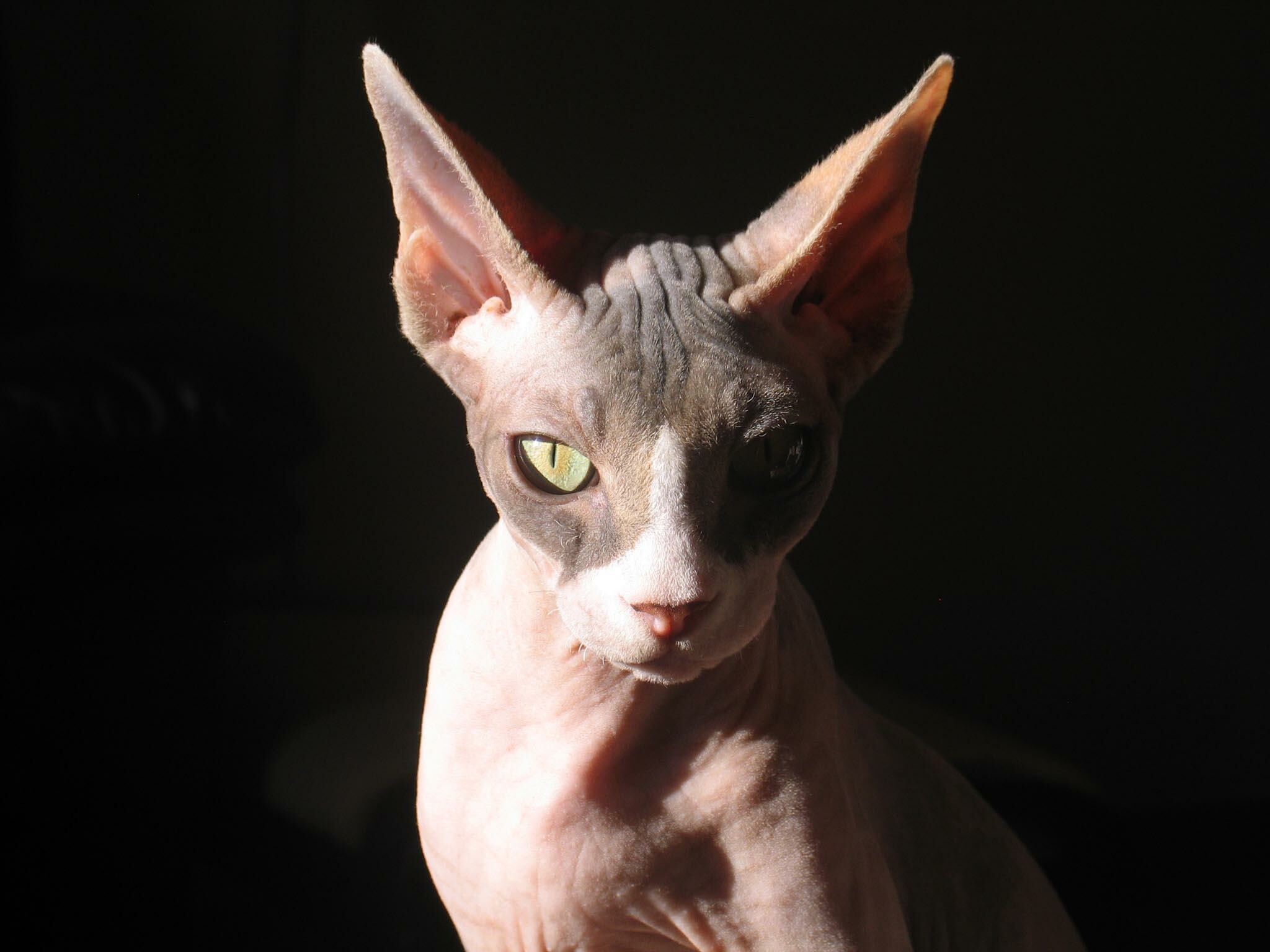 Bi-colored, Sphynx Wallpaper, 2050x1540 HD Desktop