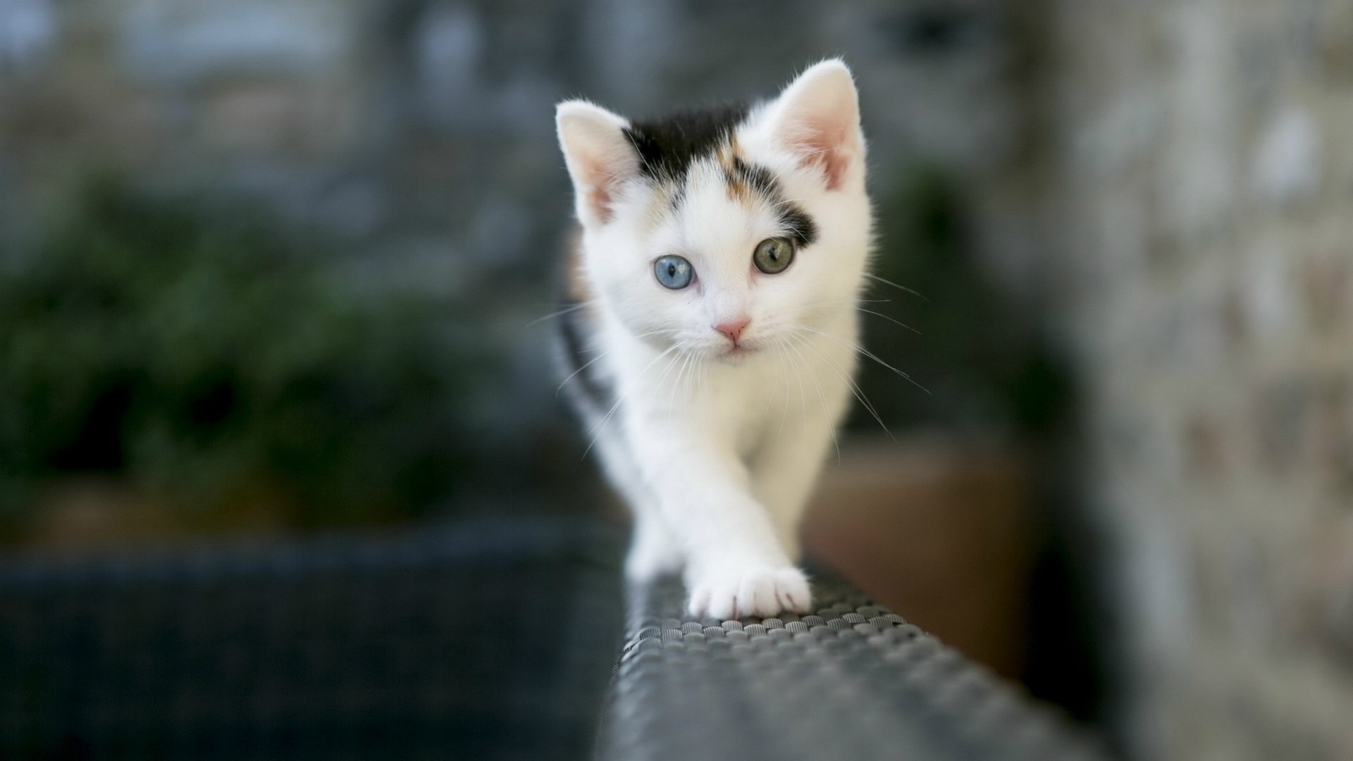 odd-eyed calico kitten, woven wicker railing, kitten walking forward, Full HD Desktop wallpaper