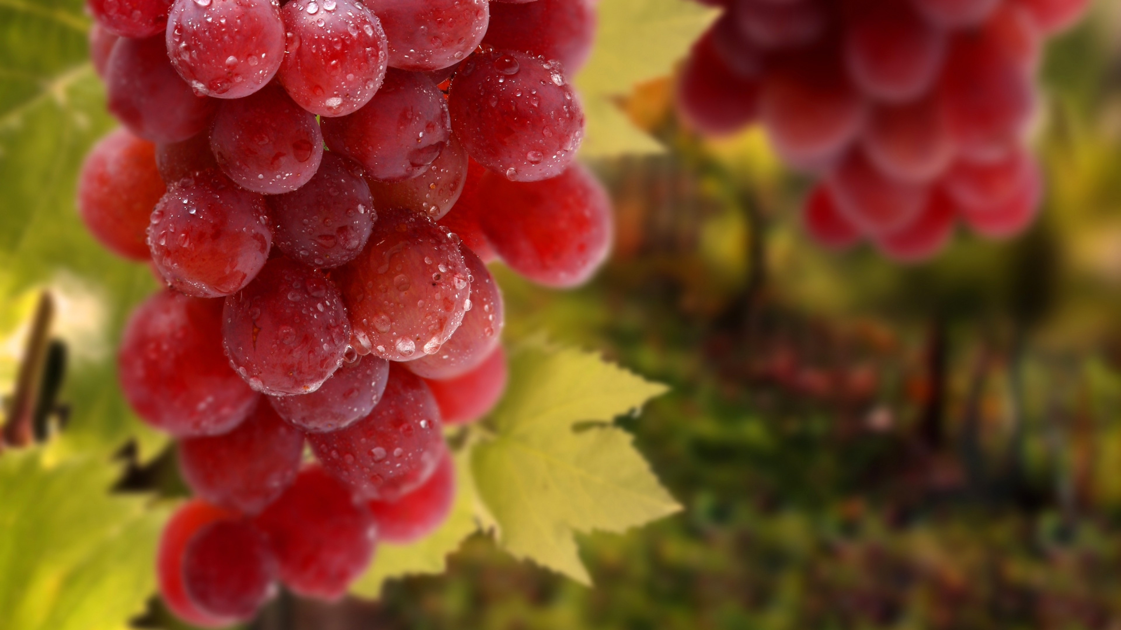 Red Globe, Grapes Wallpaper, 3840x2160 4K Desktop