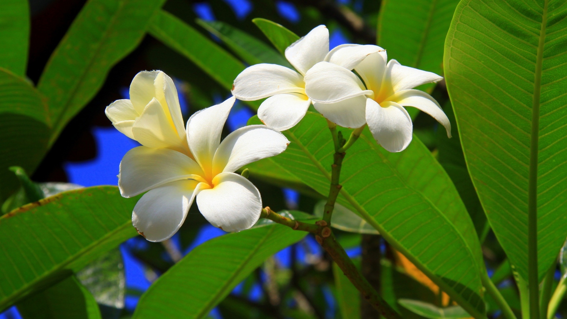 Hawaiian flower, Free download, 1920x1080 Full HD Desktop