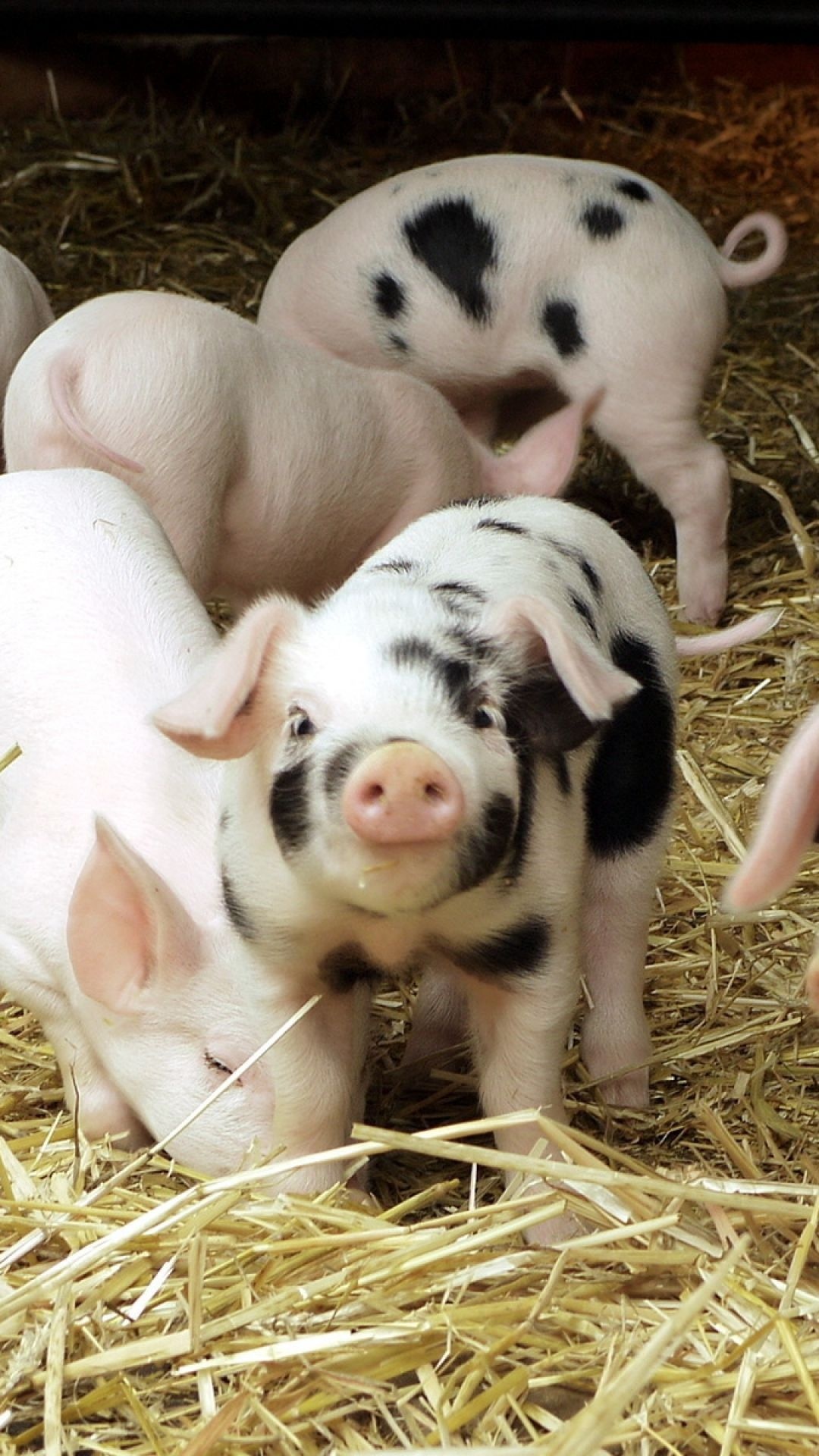 Download wallpaper pigs, Hay, Small babies, 1080x1920 Full HD Phone