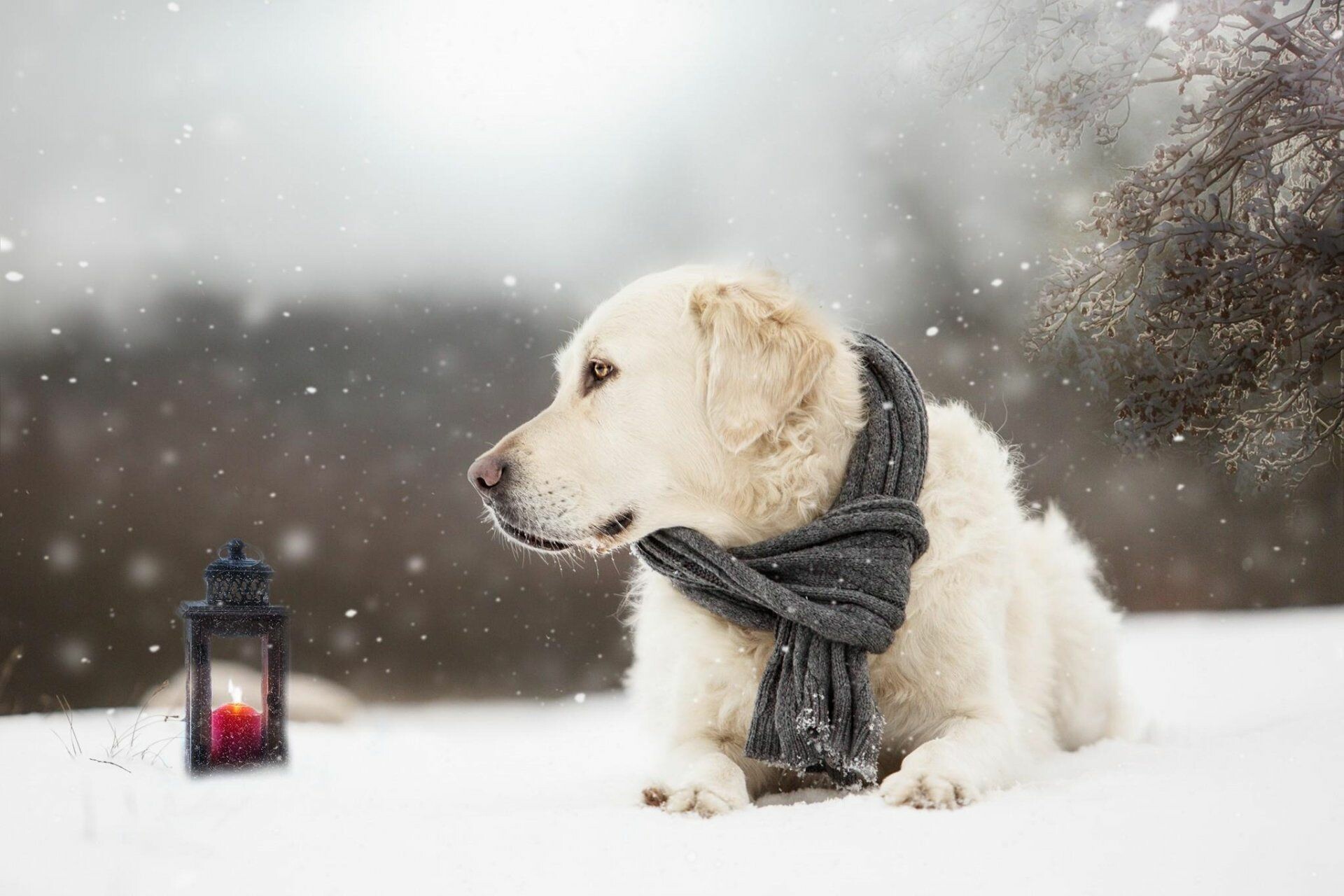 In snow, Golden Retrievers Wallpaper, 1920x1280 HD Desktop