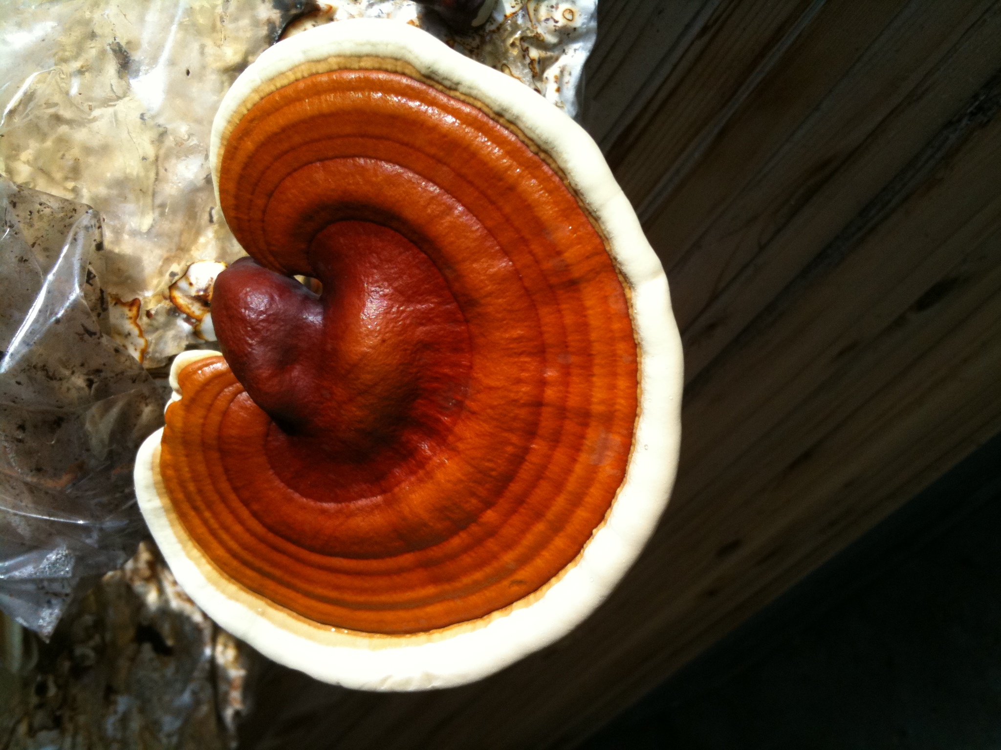 Reishi mushrooms, Medicinal properties, Lingzhi mushrooms, Health benefits, 2050x1540 HD Desktop