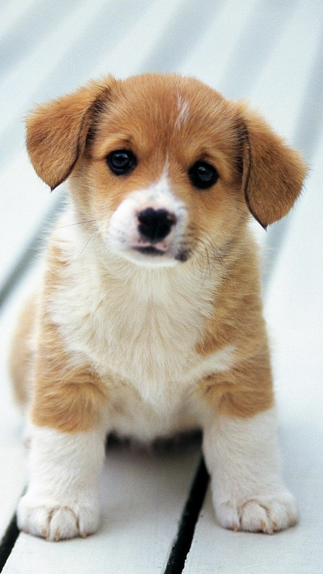 Cute puppy iPhone wallpapers, Beautiful backgrounds, Adorable charm, High resolution, 1080x1920 Full HD Phone