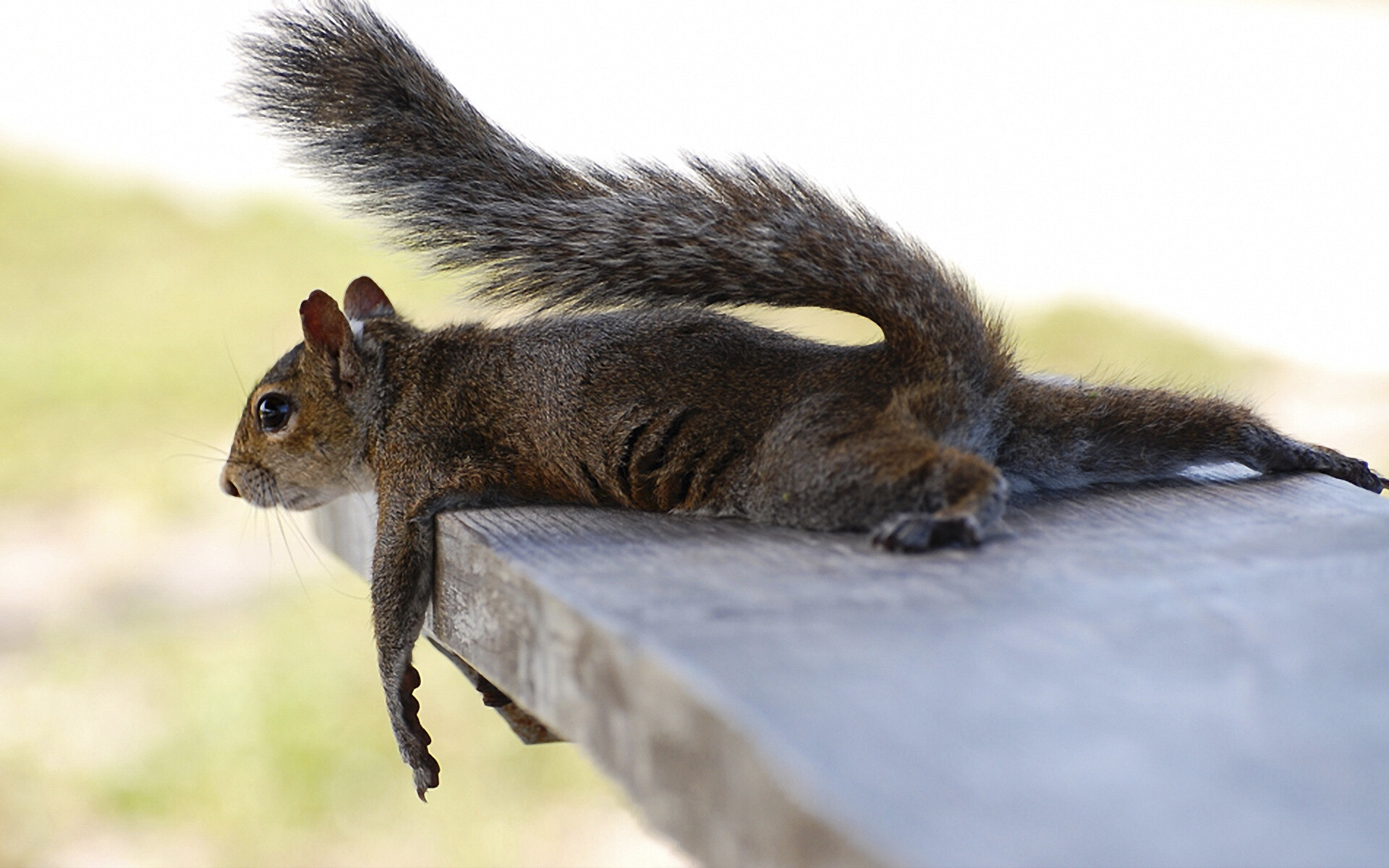 Funny squirrel wallpaper, Cute squirrel background, 1920x1200 HD Desktop