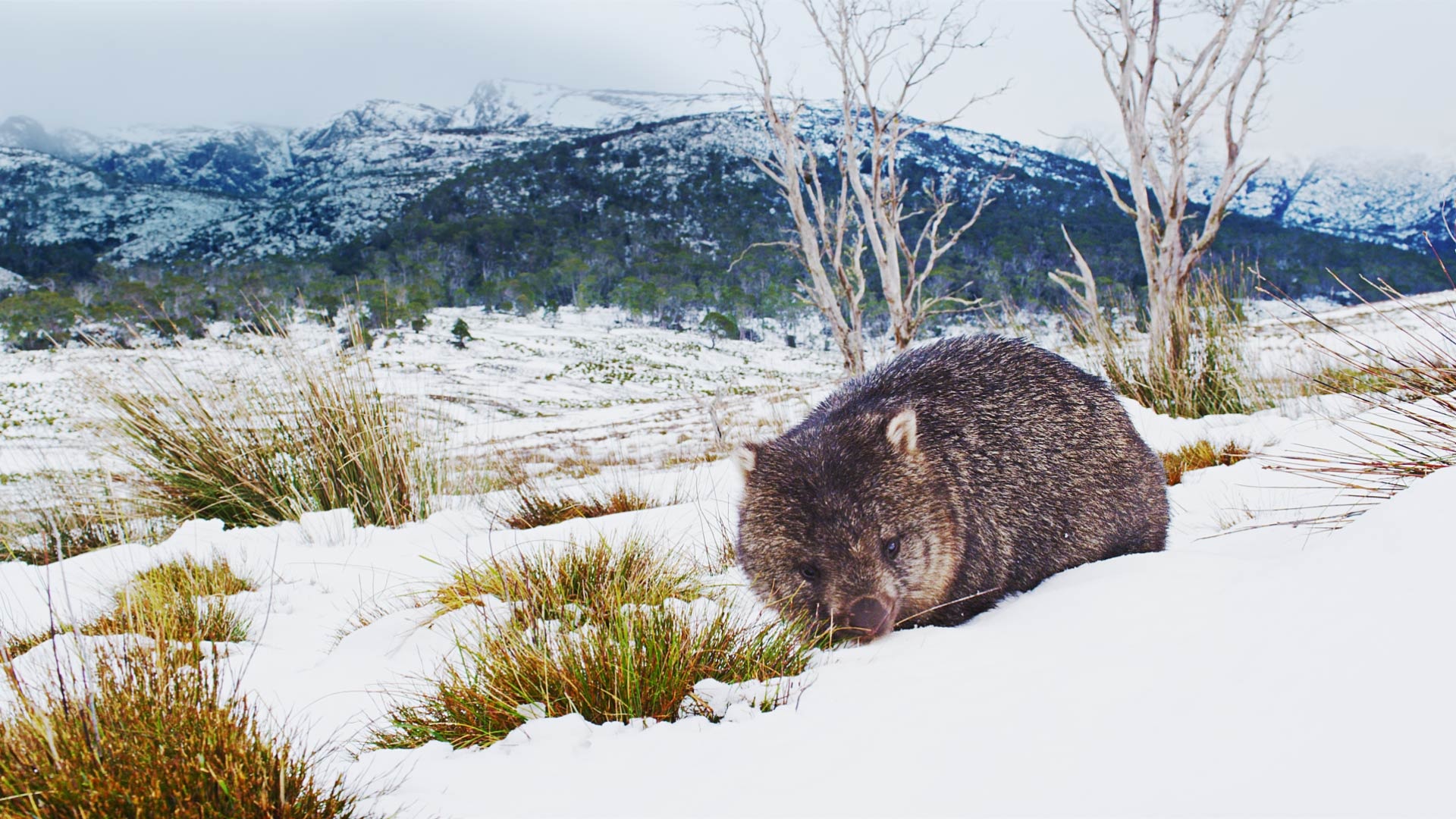 Australian wildlife, Cradle Mountain, Wombat foraging, Mountain wallpapers, 1920x1080 Full HD Desktop