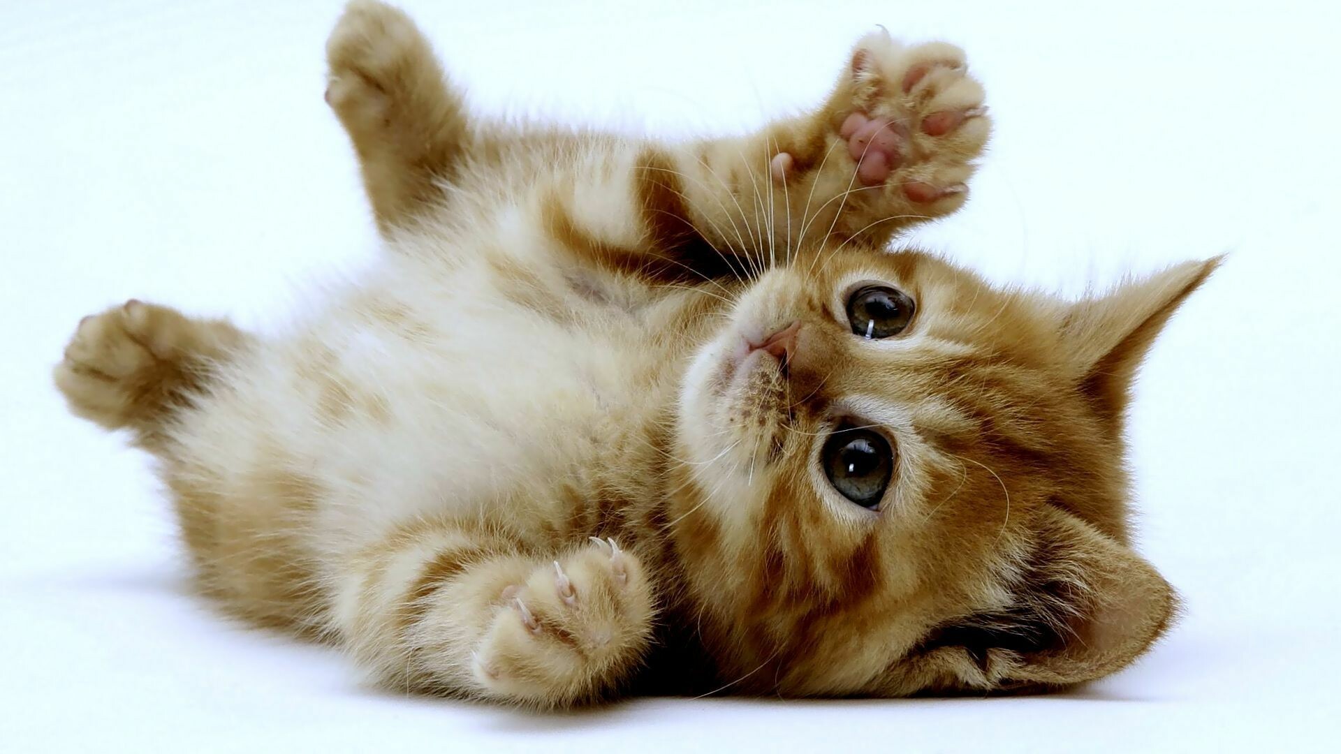 Kitten, cute kittens, adorable pets, cuddly, 1920x1080 Full HD Desktop