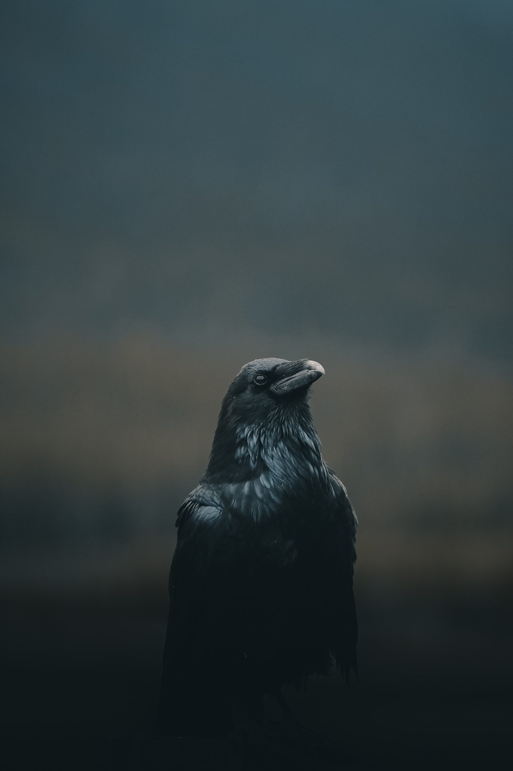 Crow desktop wallpaper, HD download, Crow collection, 1710x2560 HD Phone