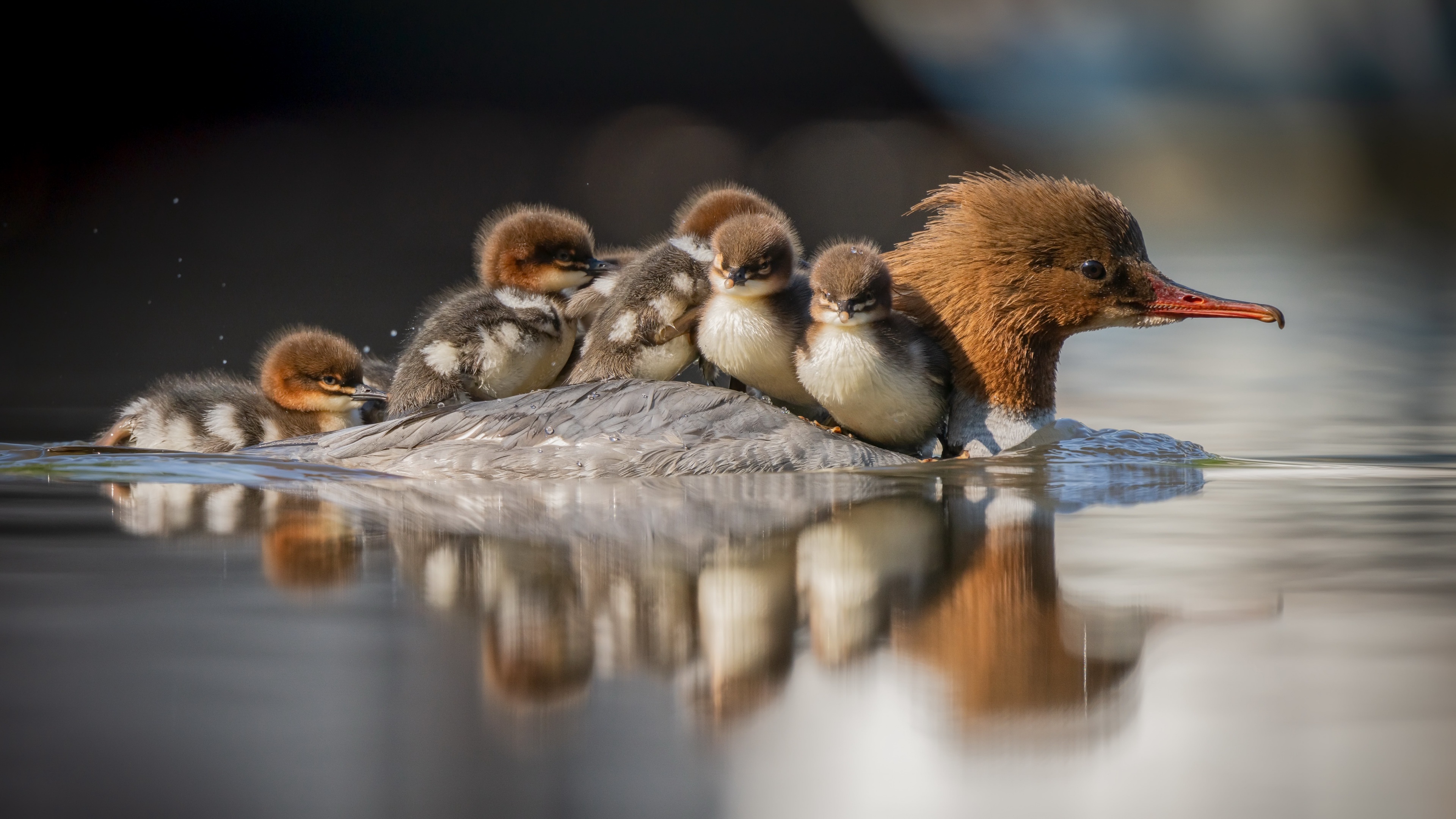 Mergus merganser, Ducks Wallpaper, 3840x2160 4K Desktop