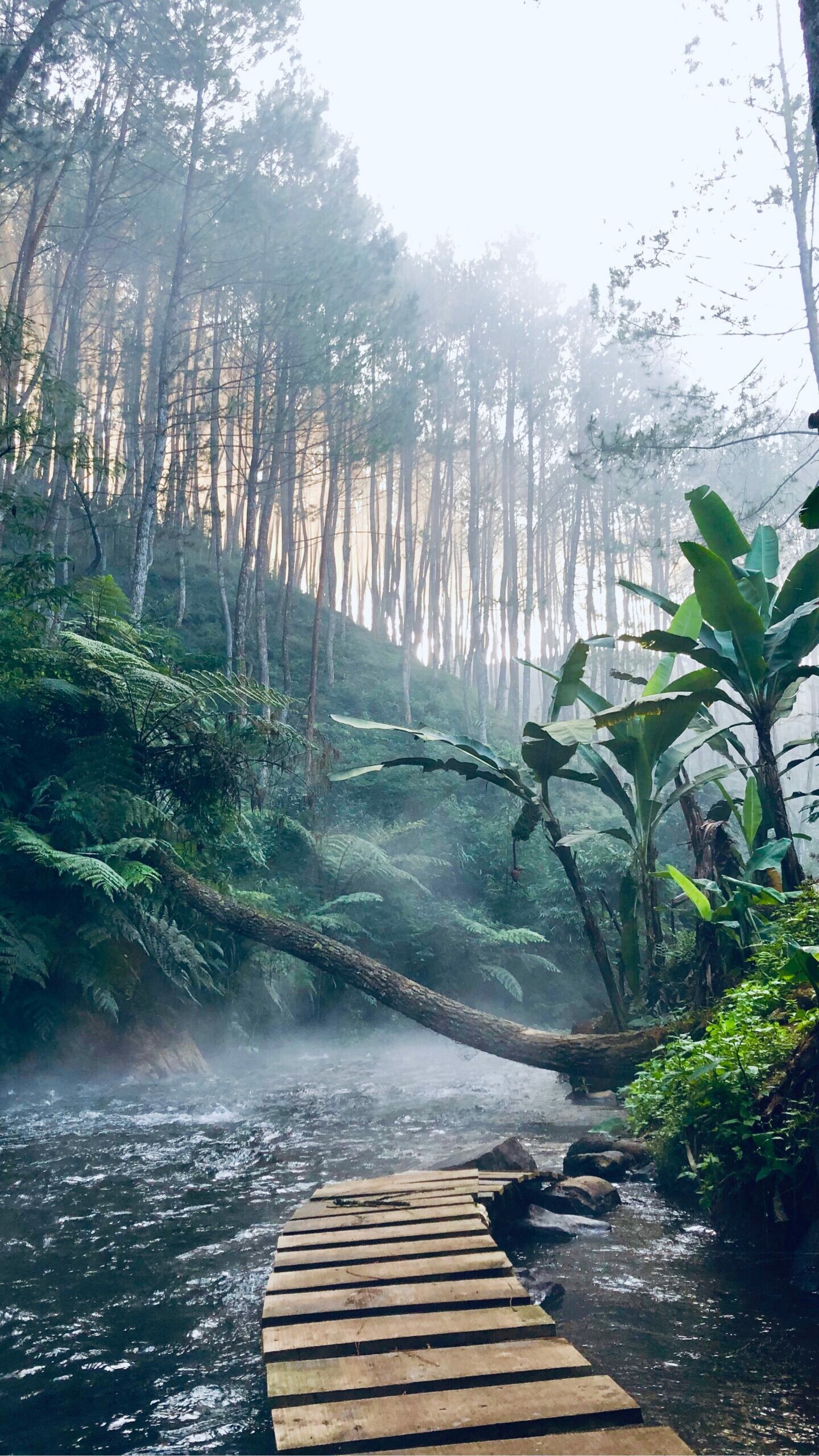 4K jungle wallpapers, Free download, Tropical paradise, Stunning visuals, 1440x2560 HD Phone