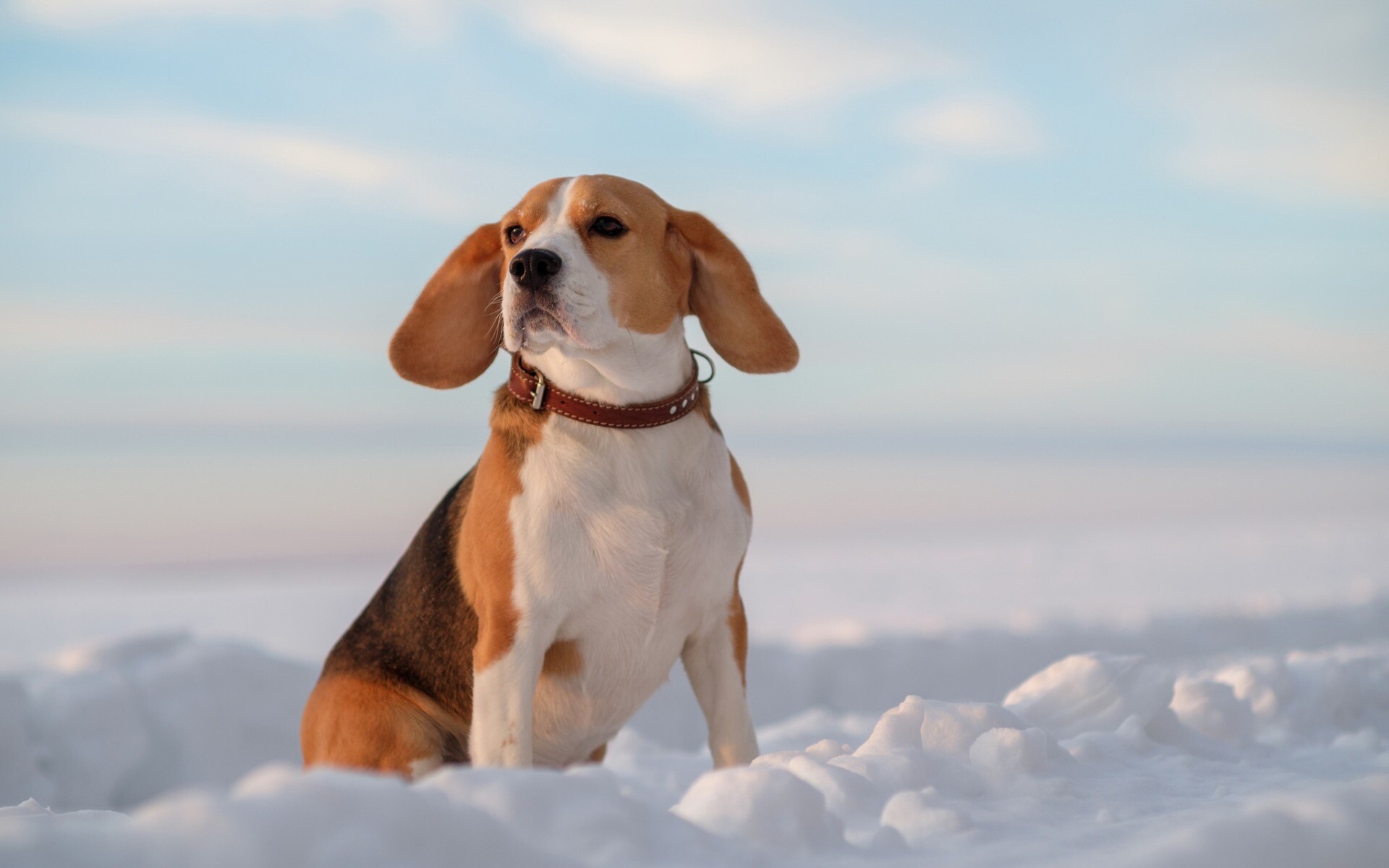 Snow, Beagles Wallpaper, 1920x1200 HD Desktop