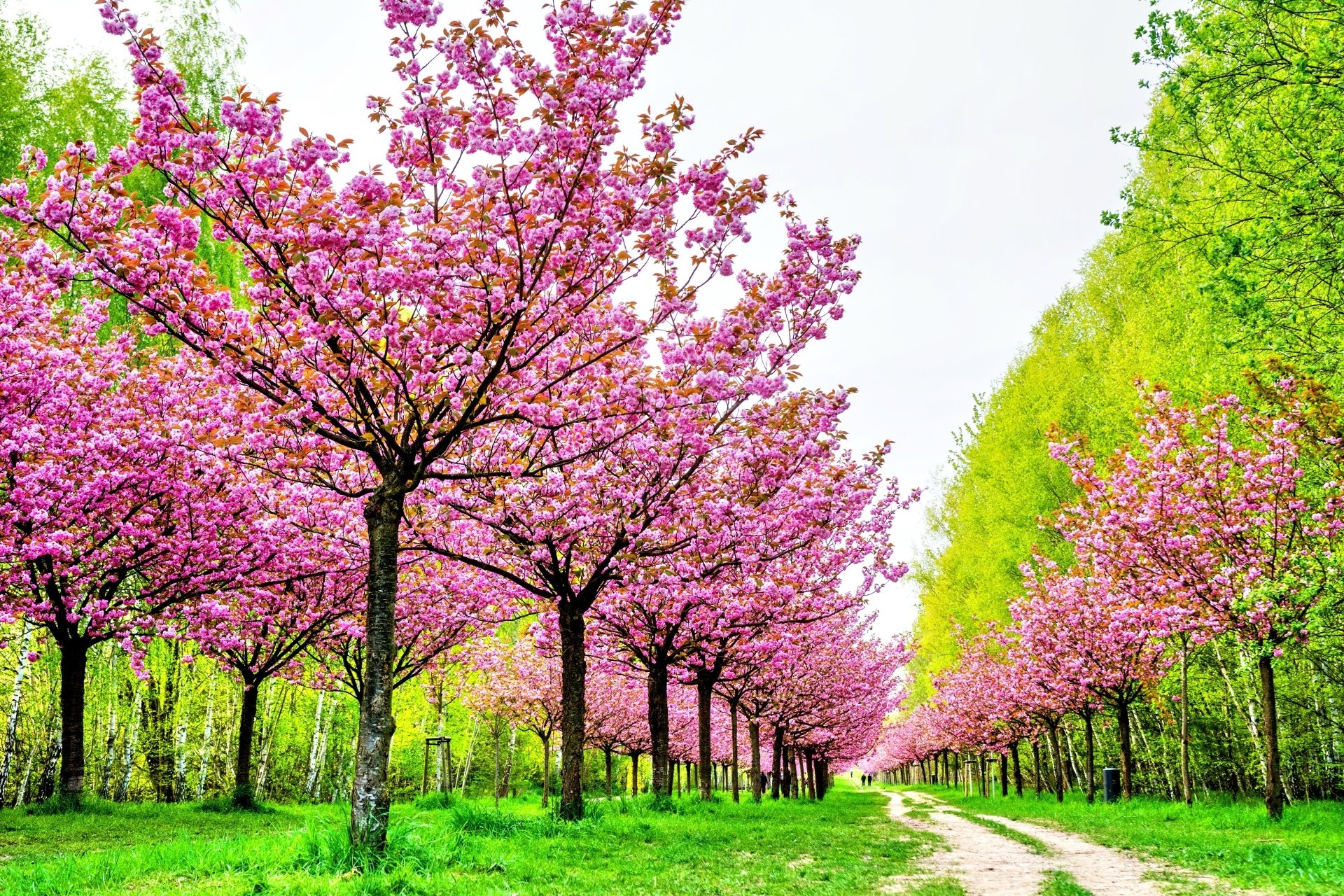 Pink cherry blossom trees, Blooming tree avenue, Winding dirt park path, HD Desktop wallpaper