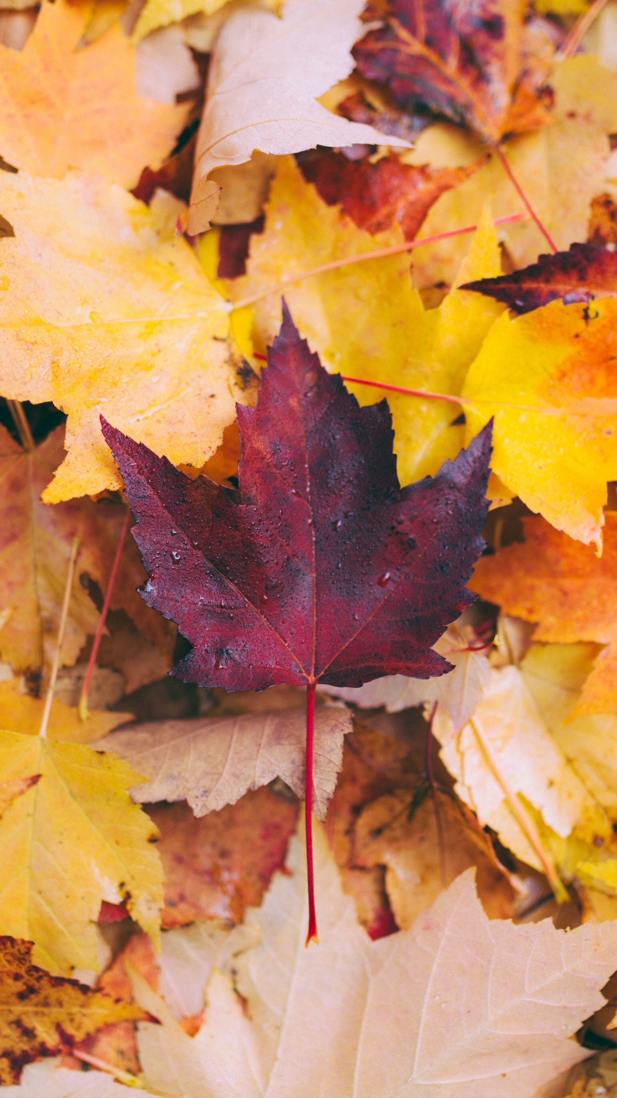 Leaf Nature, Autumn leaves, Wallpapers, 2160x3840 4K Phone