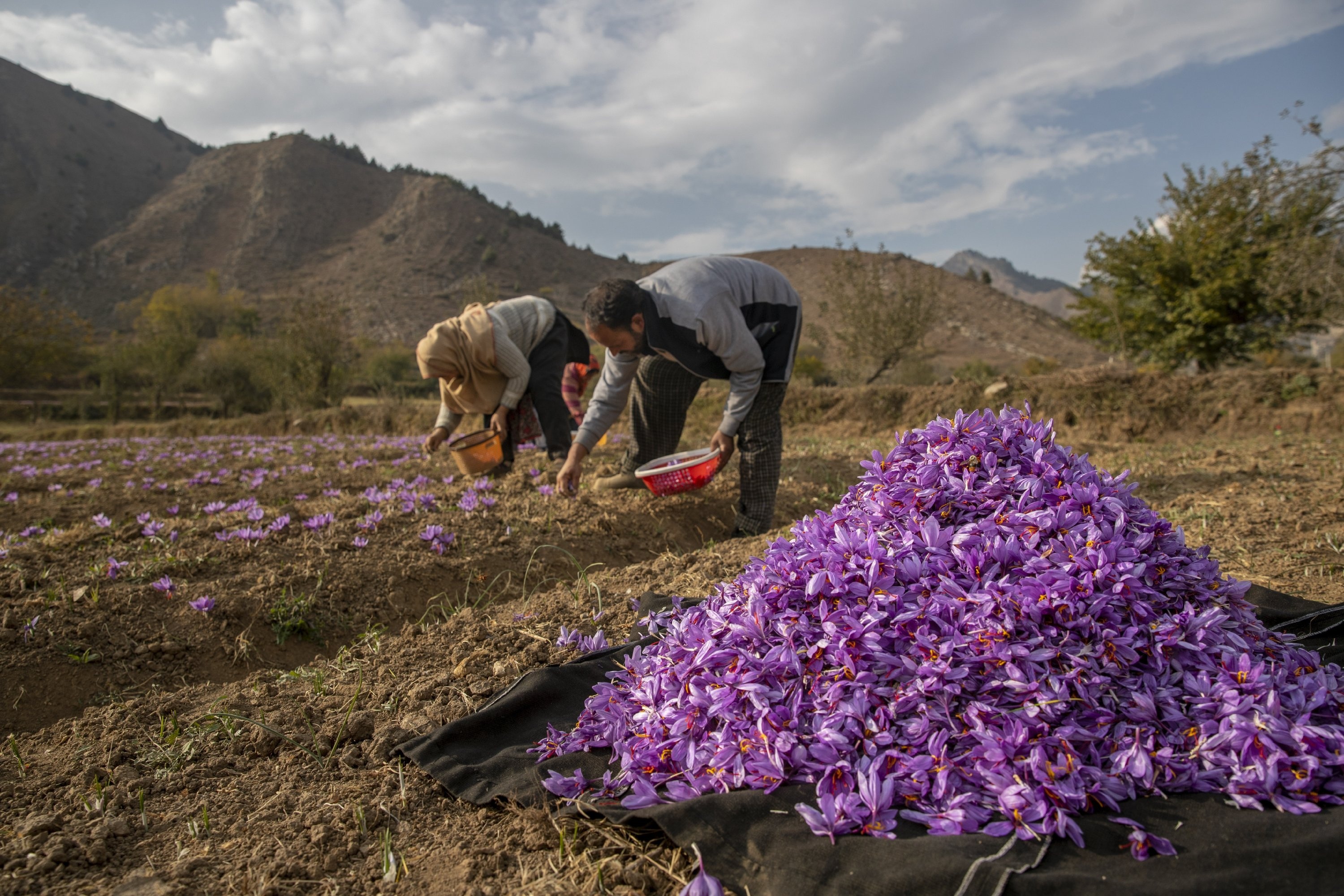 Saffron, Precious spice, Daily Sabah, 3000x2000 HD Desktop