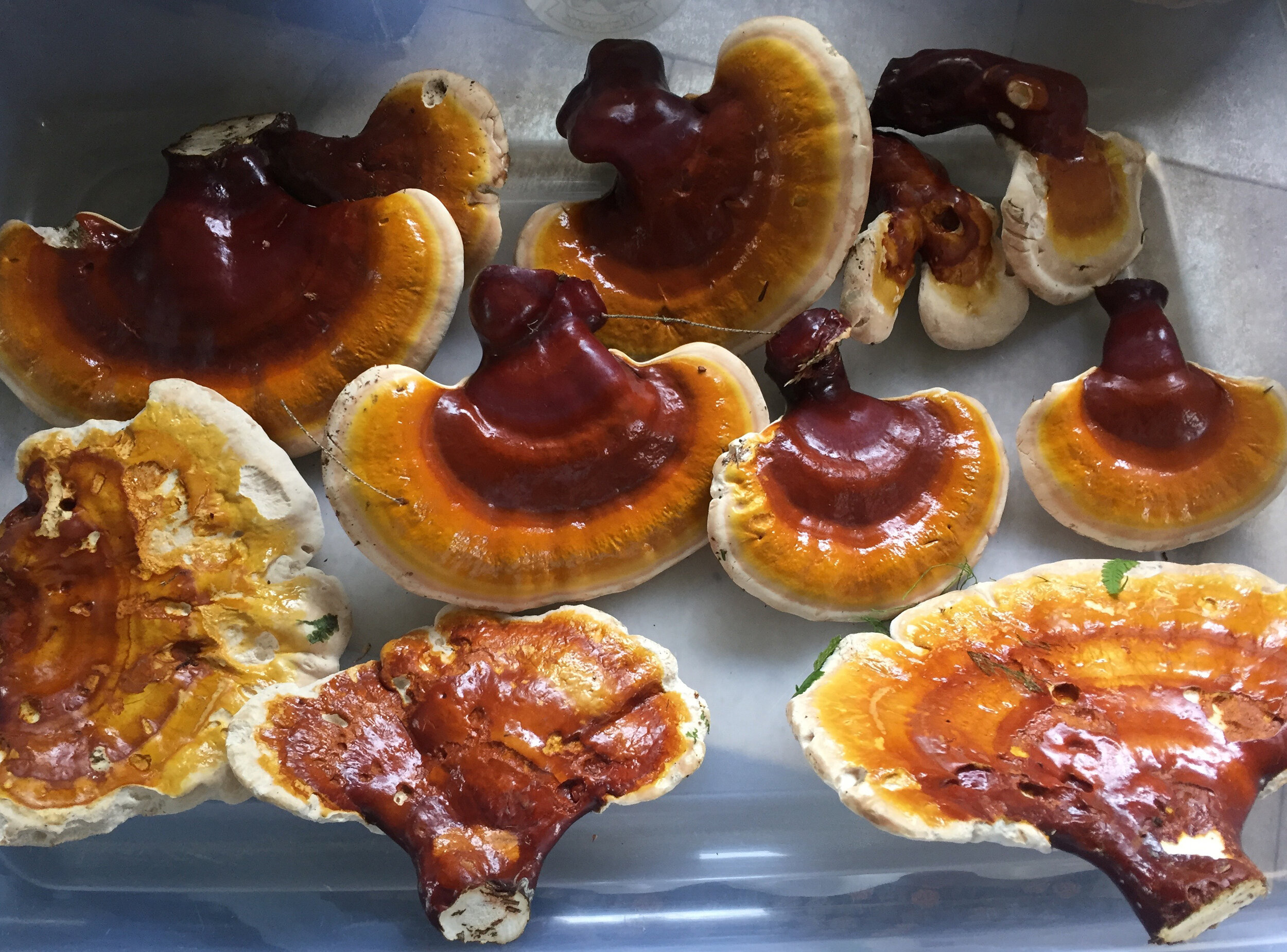 Reishi mushroom, Peaceful harvest, Mushrooms, 2500x1850 HD Desktop