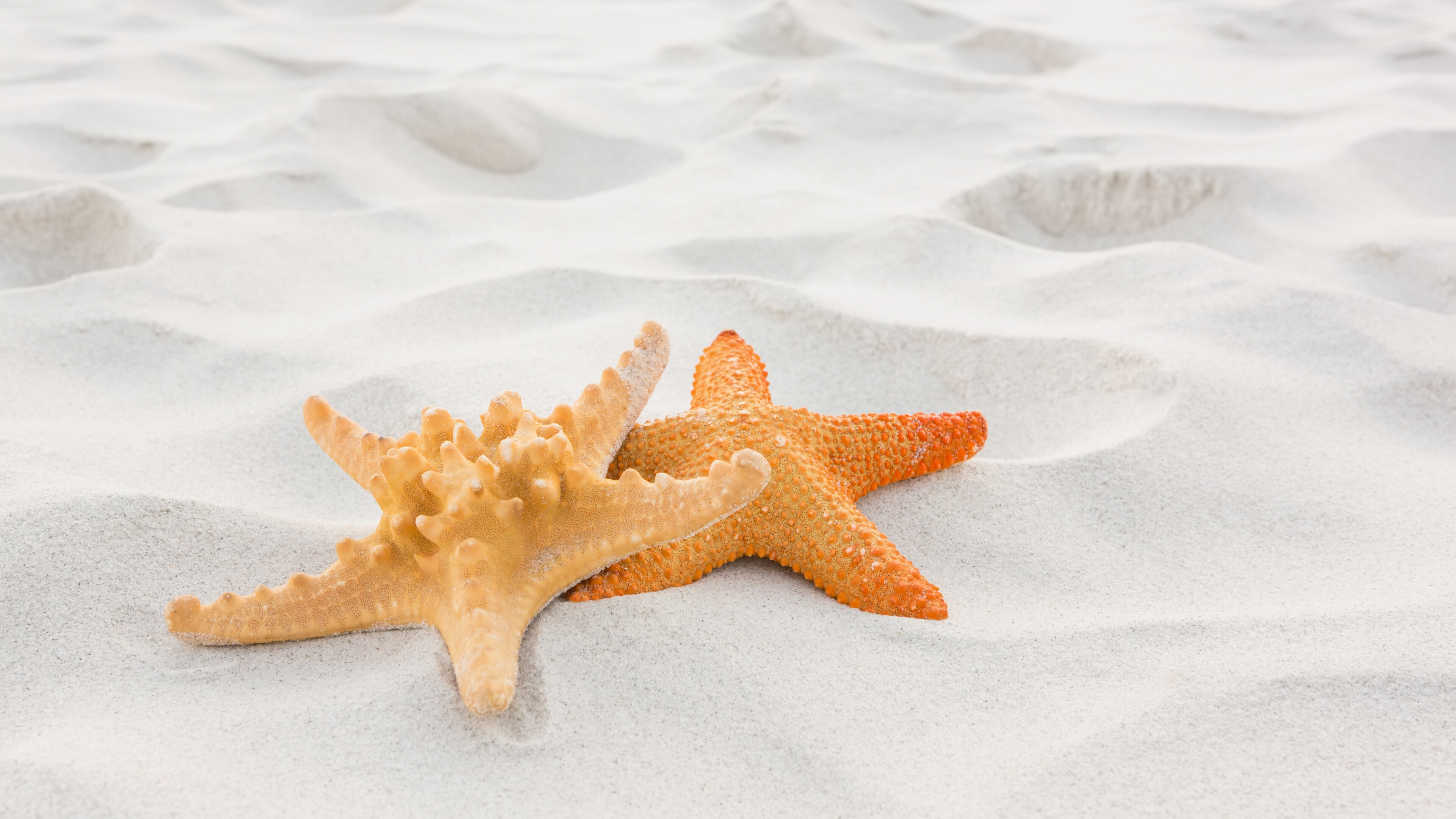 Starfish, Animals, Close up, Sand, 3840x2160 4K Desktop