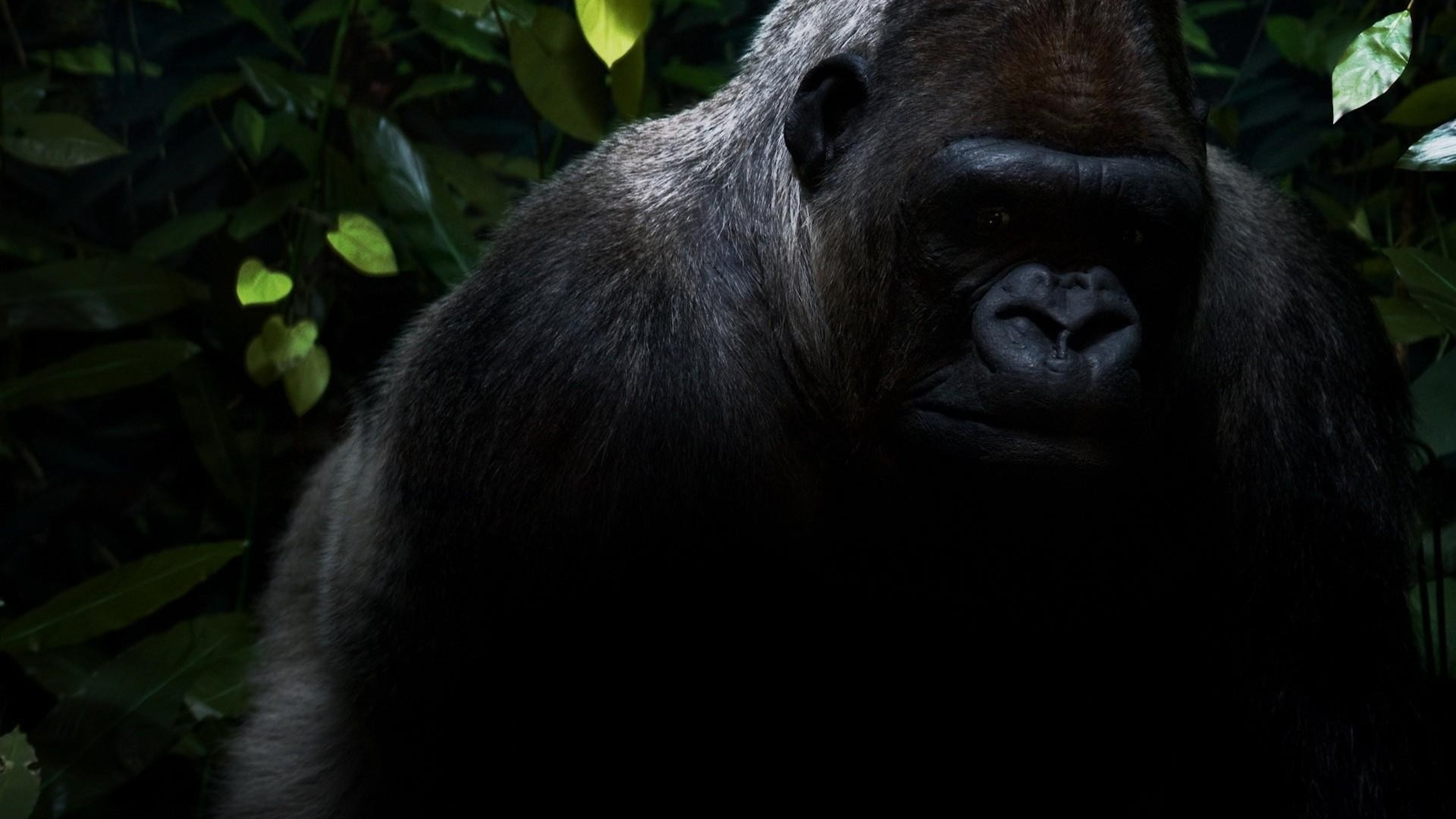 Gorilla wallpapers for UHD TV, Stunning visuals, Digital masterpieces, 4K beauty, 3840x2160 4K Desktop