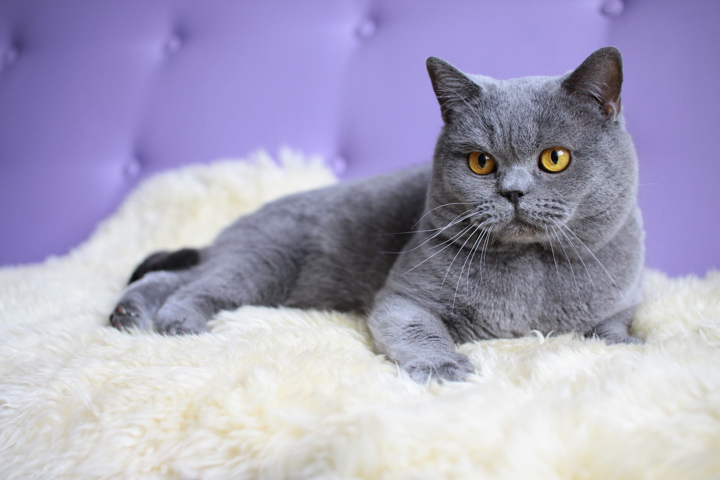 British Cat, Graceful and regal, Beautiful wallpapers, Feline elegance, 2360x1570 HD Desktop
