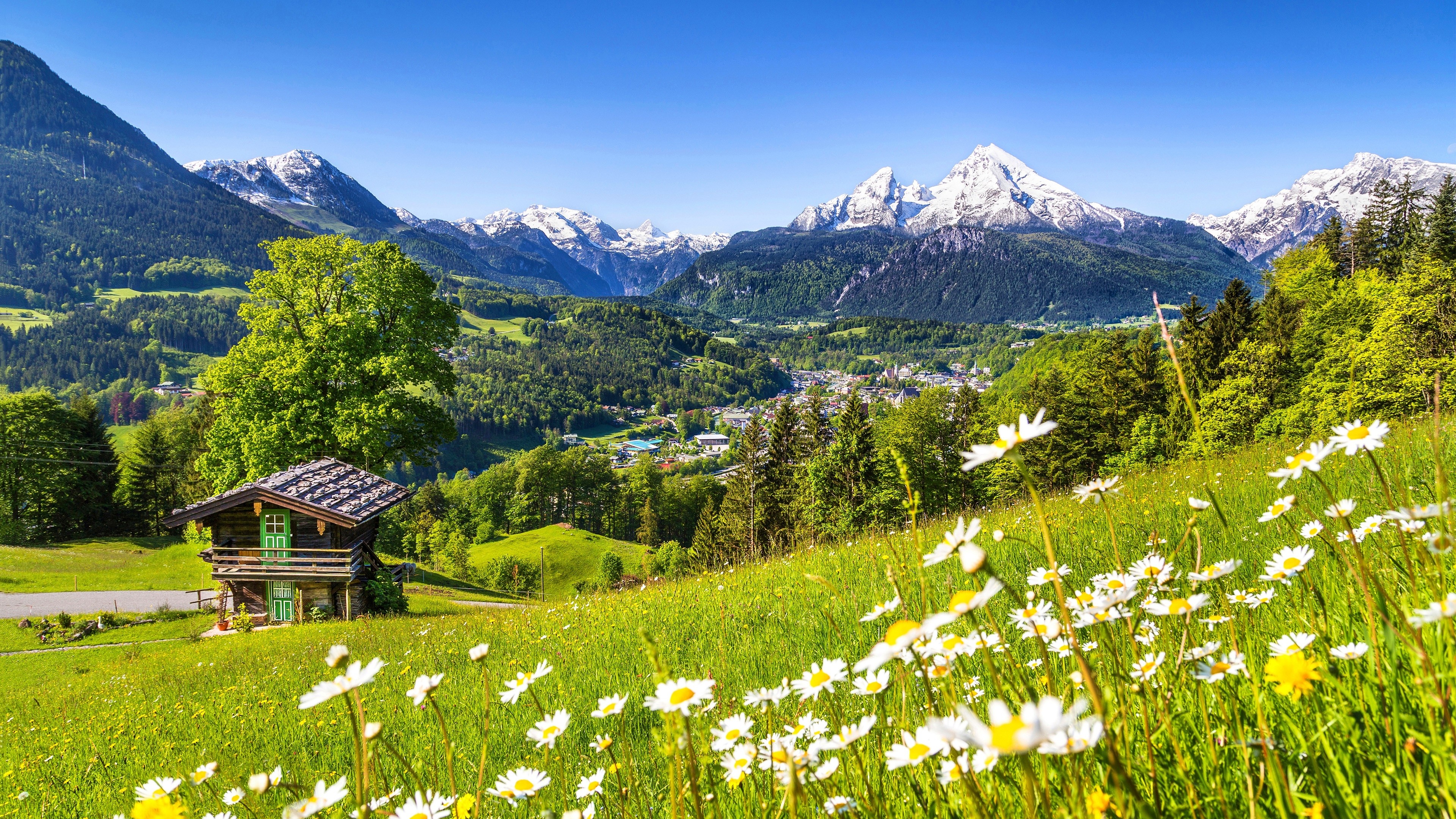Mount Watzmann, Traditional wooden alpine hut, Blooming daisy meadow, 4K Desktop wallpaper