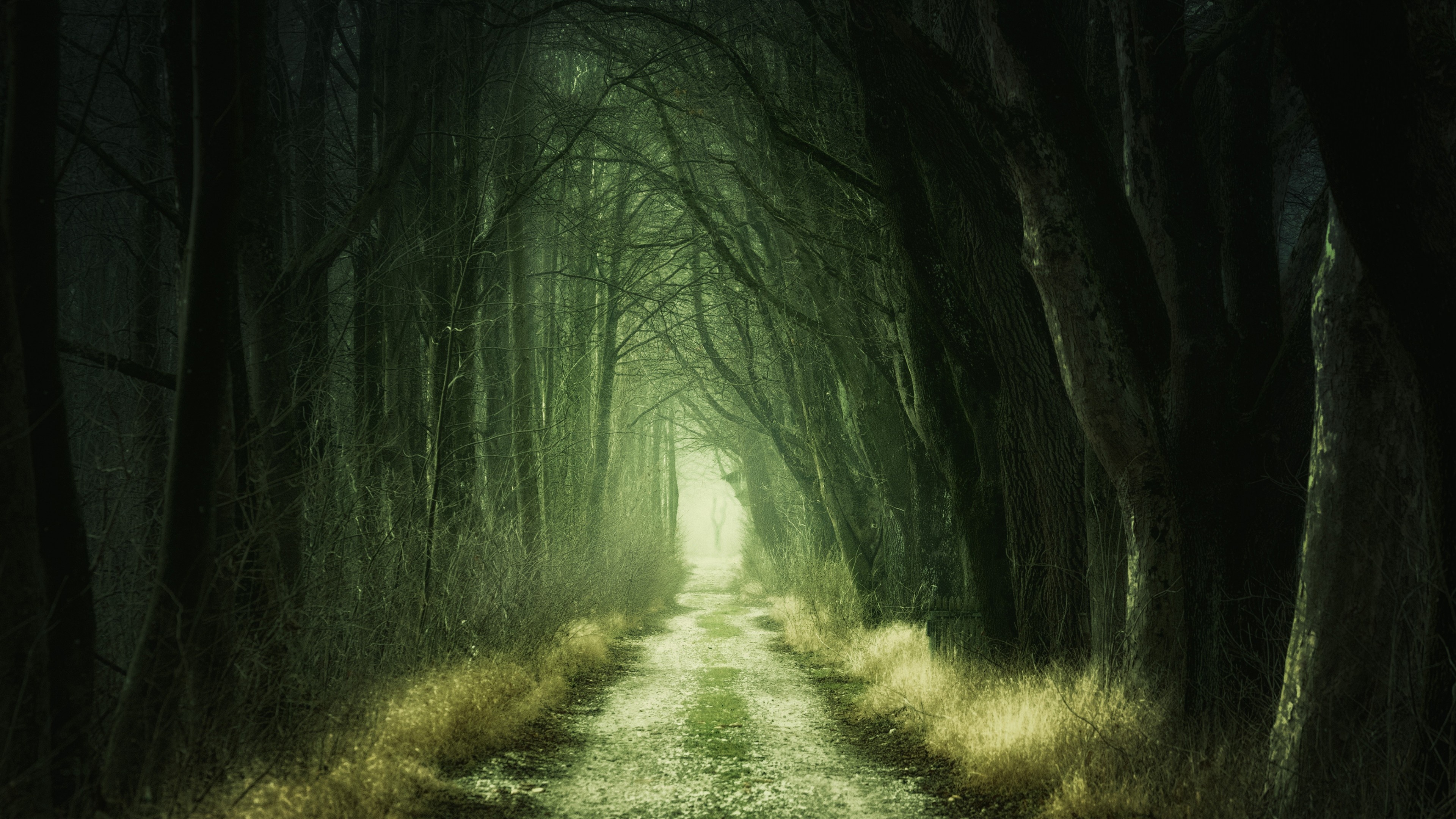 dark tree canopy tunnel, foggy dirt path, eerie misty woodland, 4K Desktop wallpaper