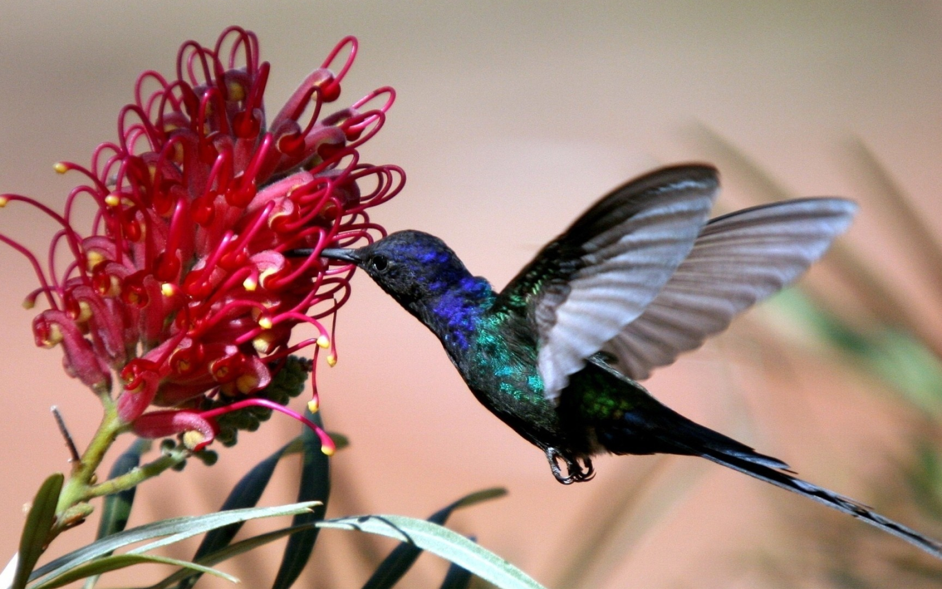 Hummingbird, Animal wallpapers, 1920x1200 HD Desktop